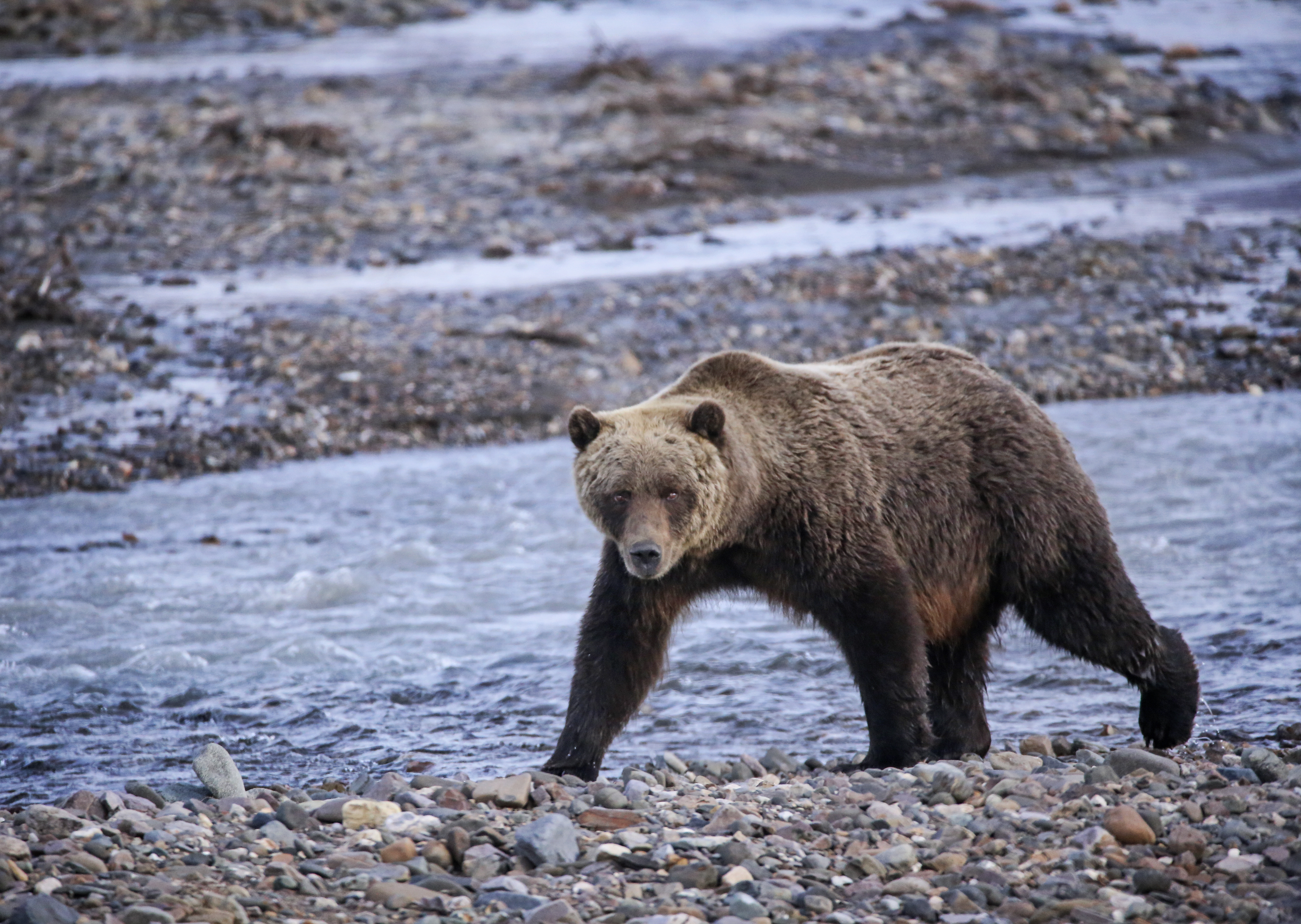 Hunter bear bait ban proposed for Alaska national preserves