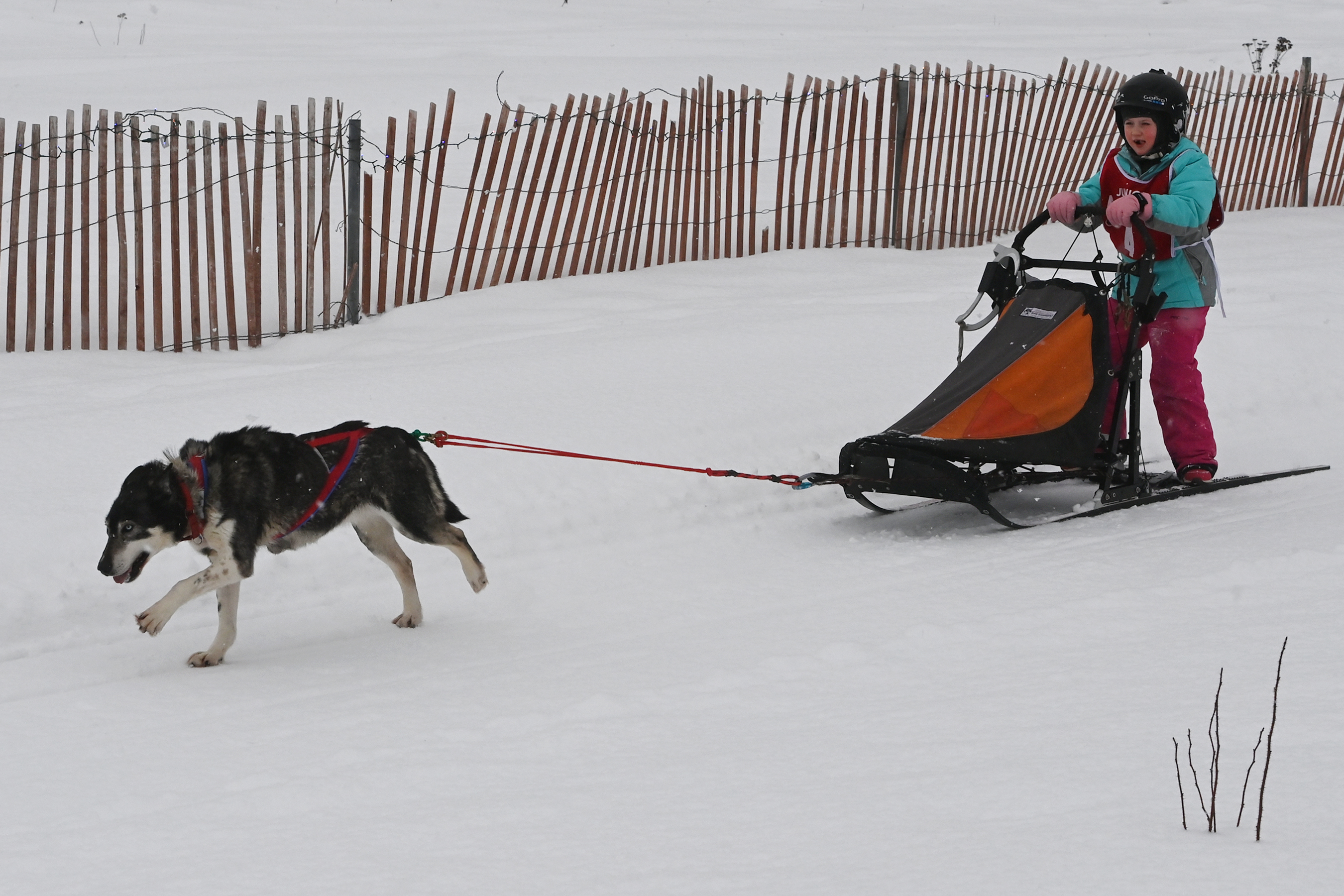 Sprint hot sale dog sled