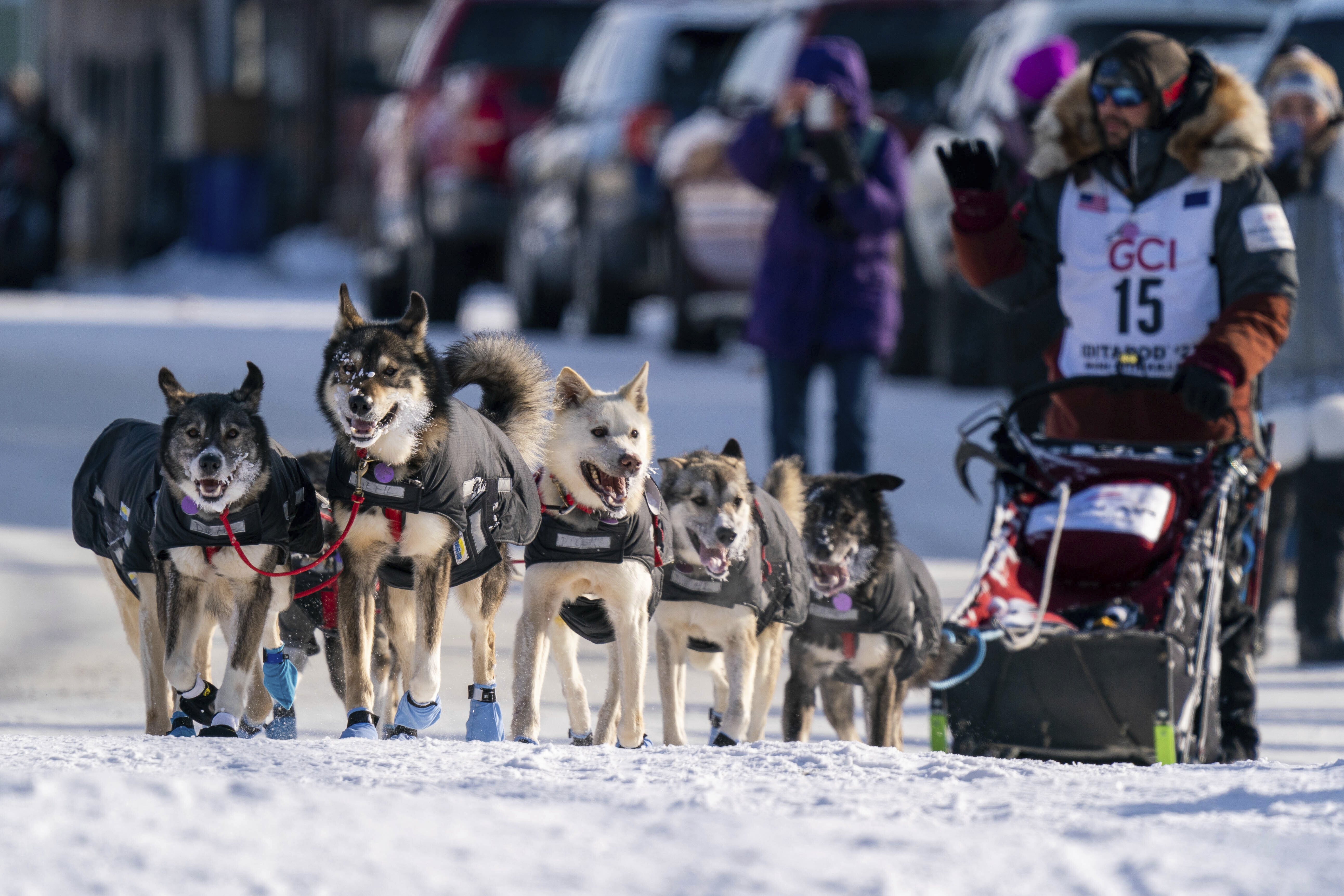 how many dogs needed to finish iditarod