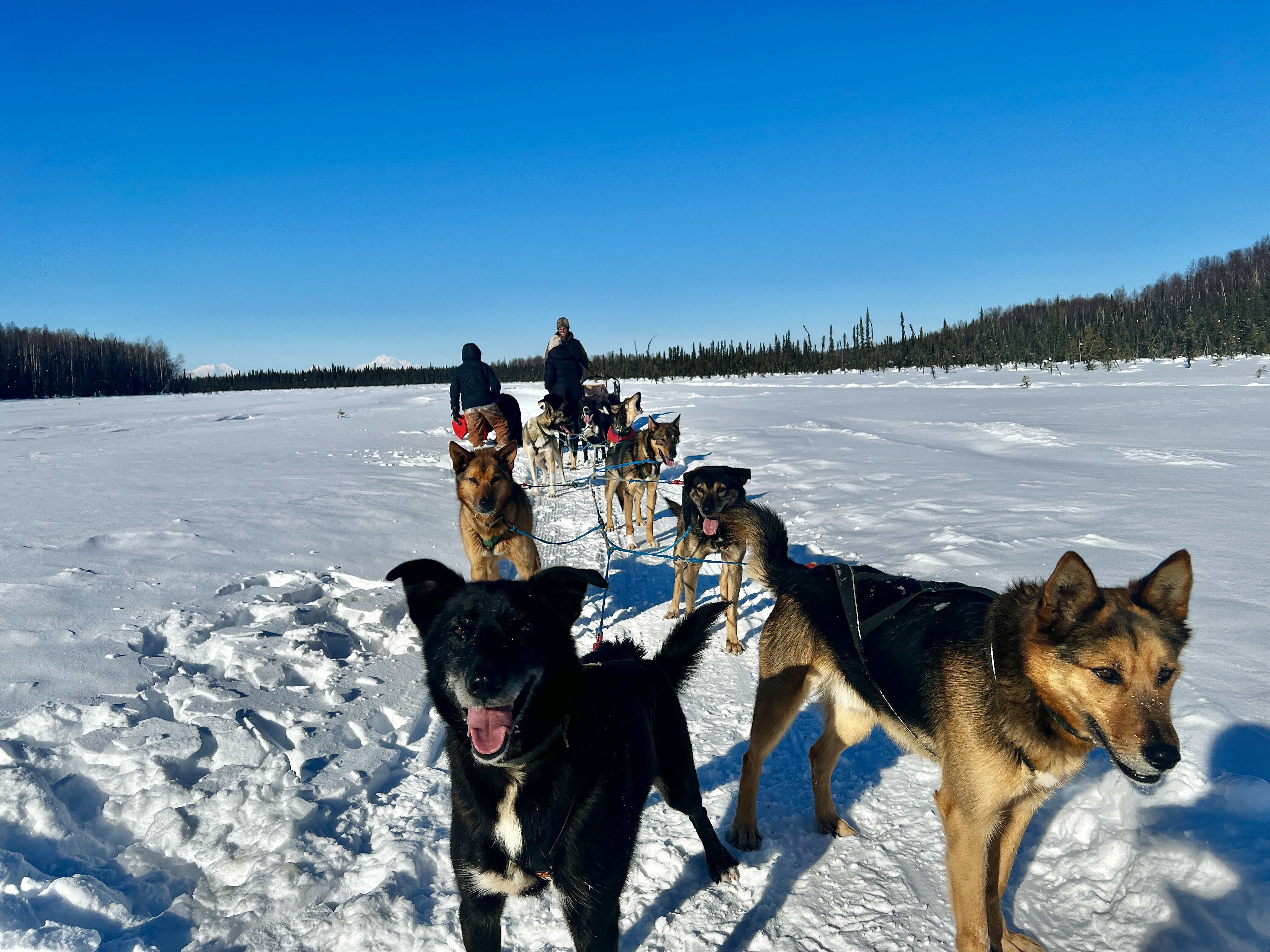 Mushing tourism allows visitors and residents to experience the Alaska wilderness like a musher