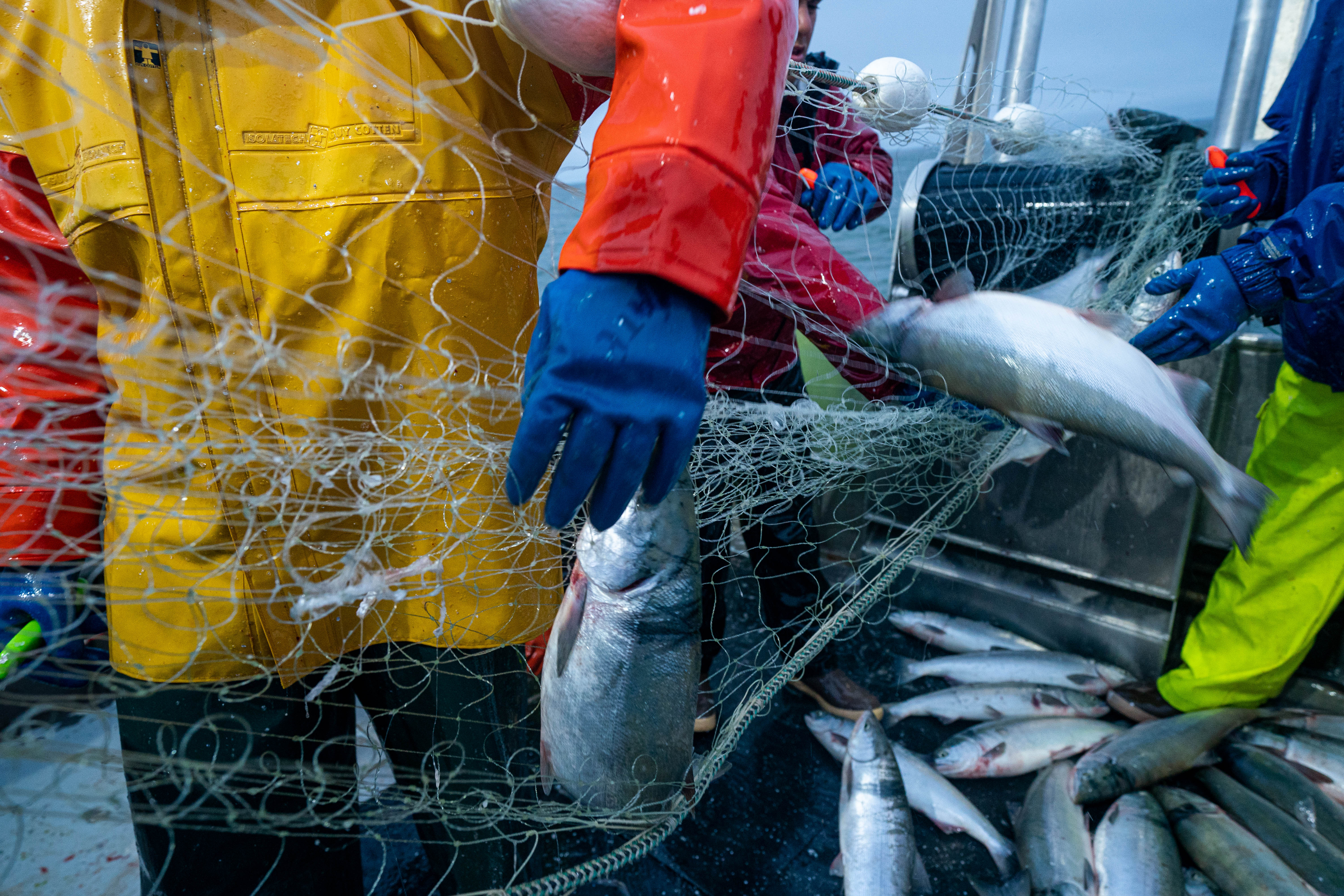 Alaska's salmon worth $720 million this year