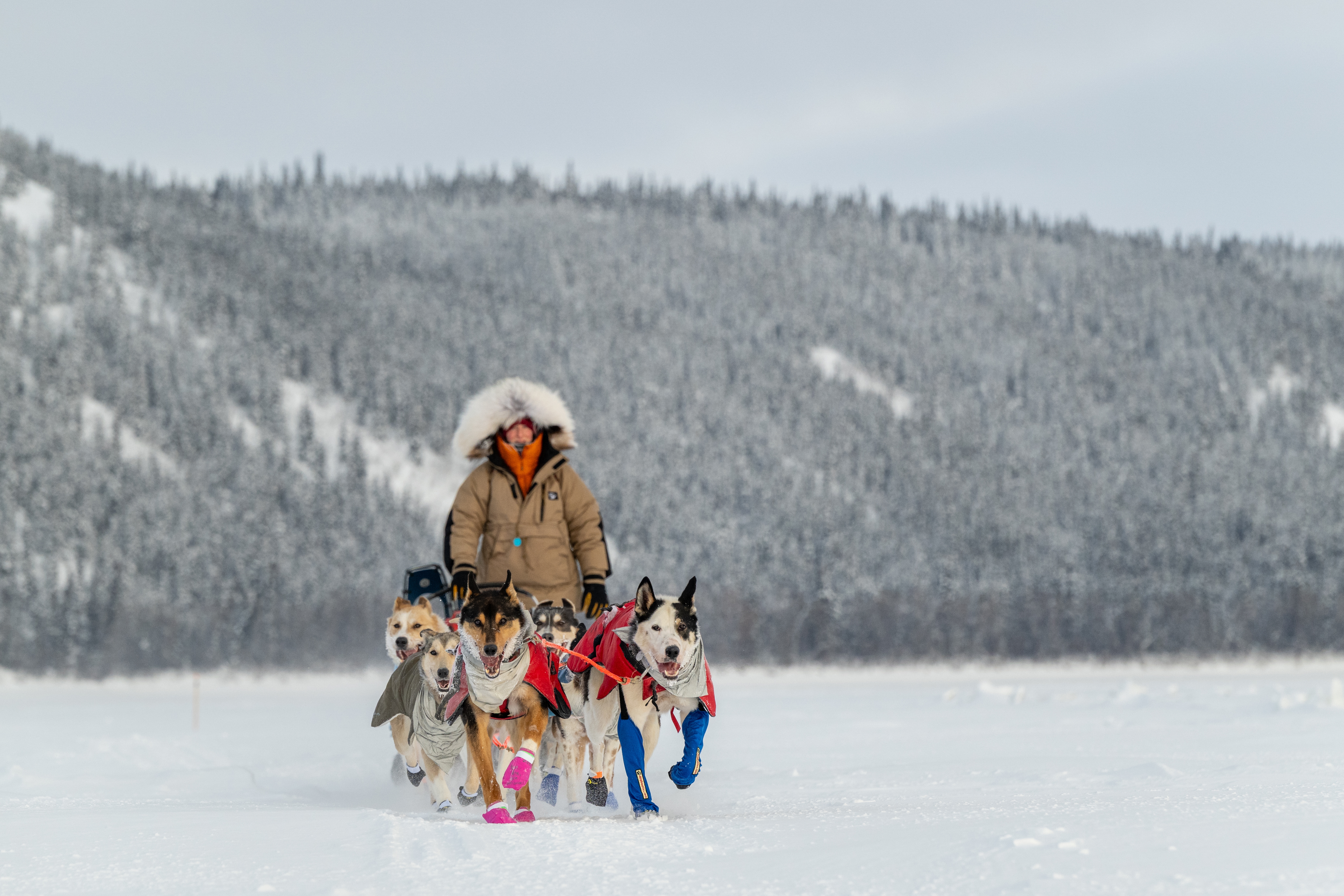 In winning the Yukon Quest 750, musher Josi Shelley accomplished a