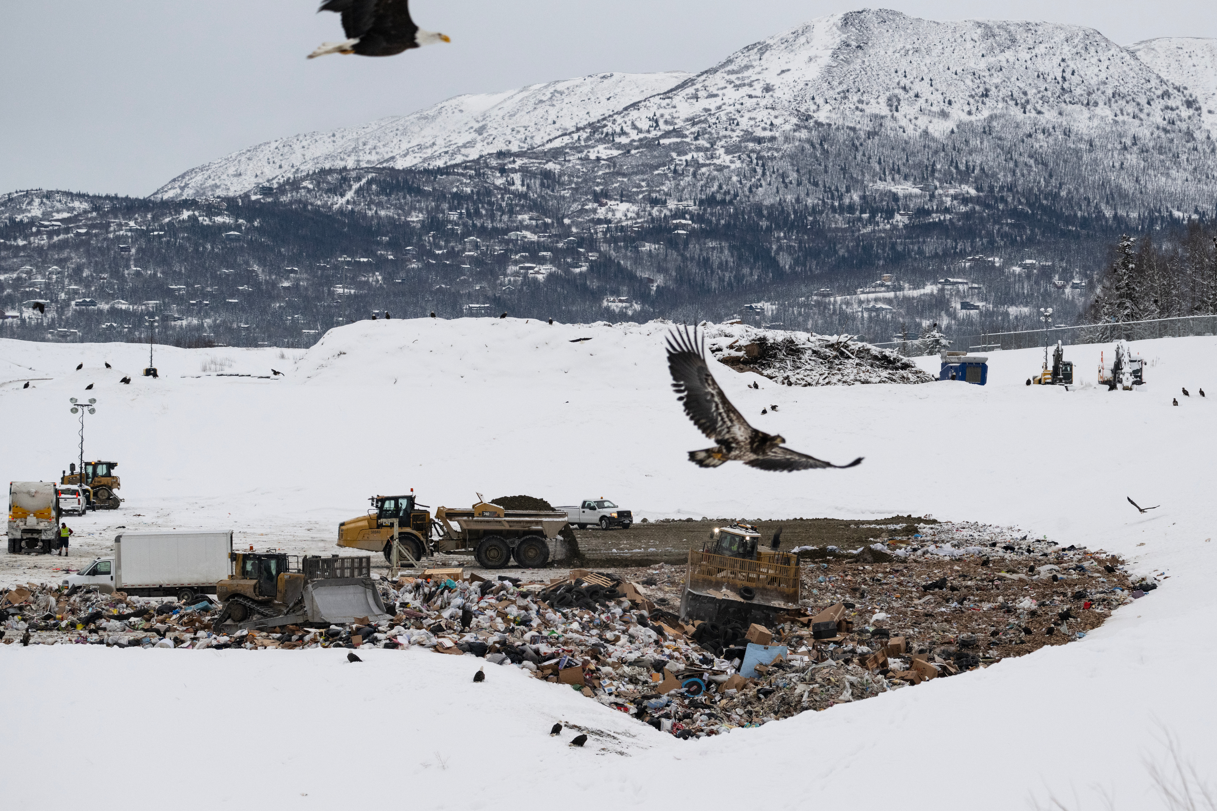 Anchorage's landfill is a magnet for bald eagles each winter. It's