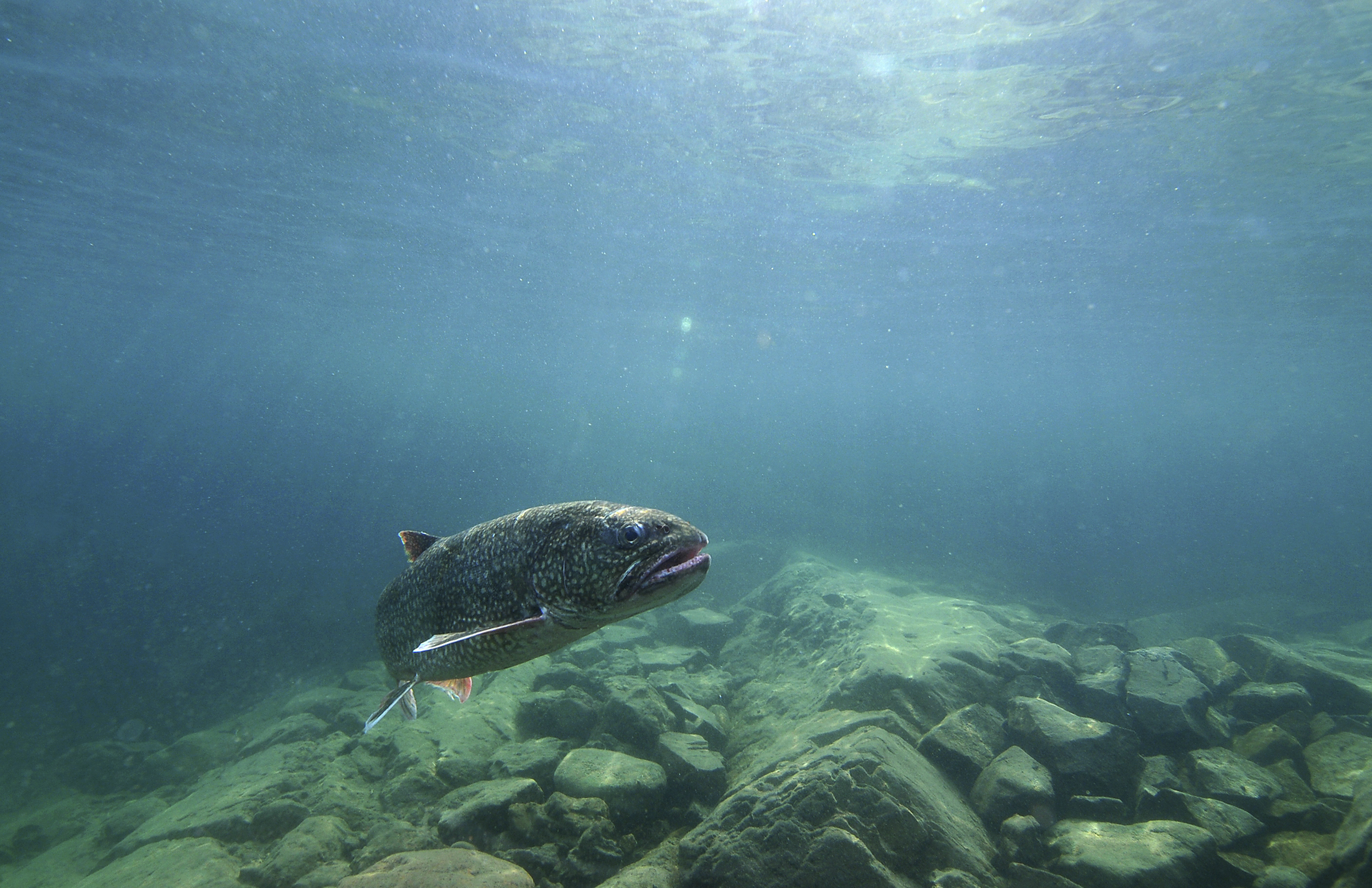 Why fish consumption advisories in Great Lakes states carry their own risks