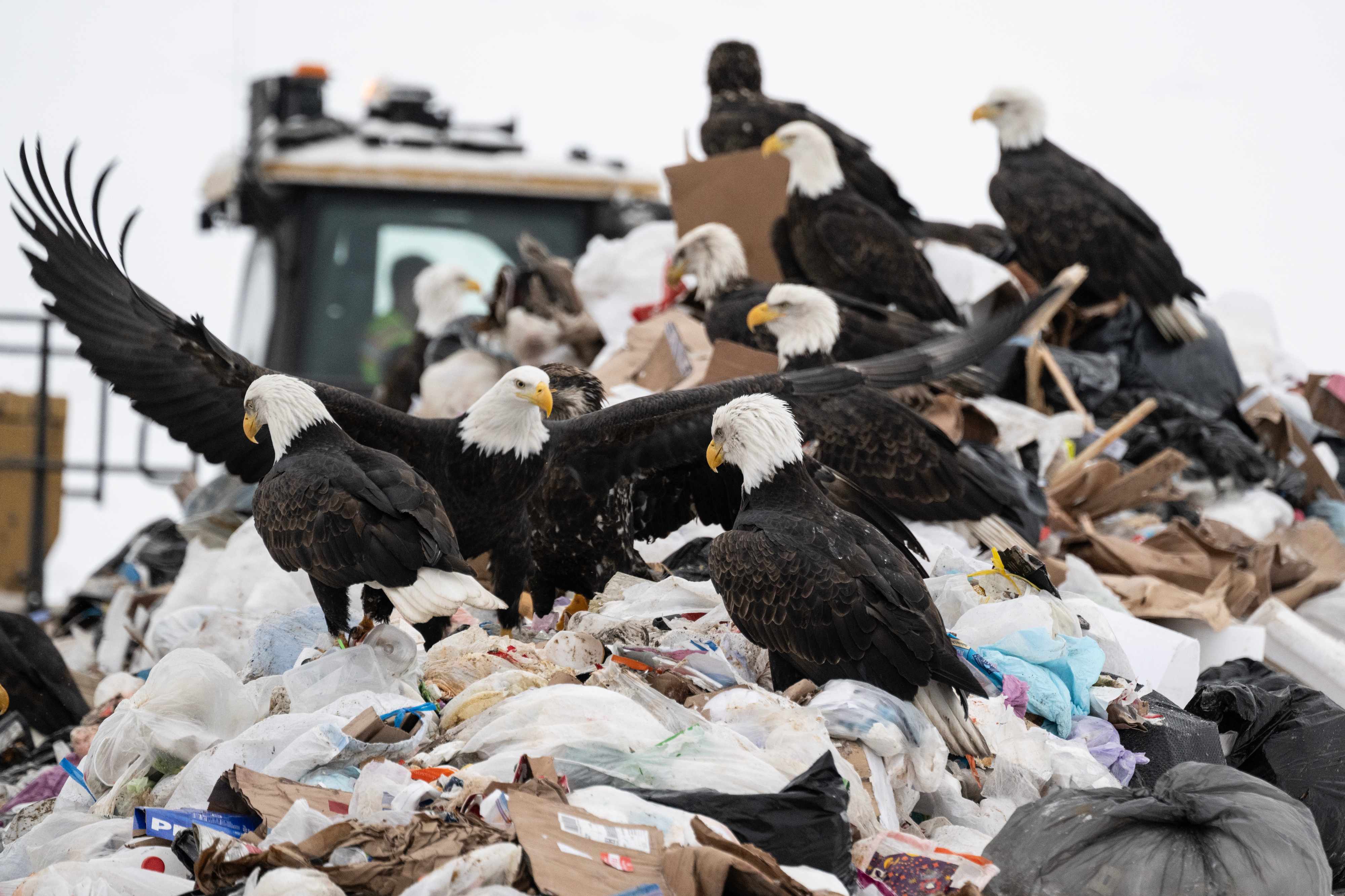 Anchorage's landfill is a magnet for bald eagles each winter. It's