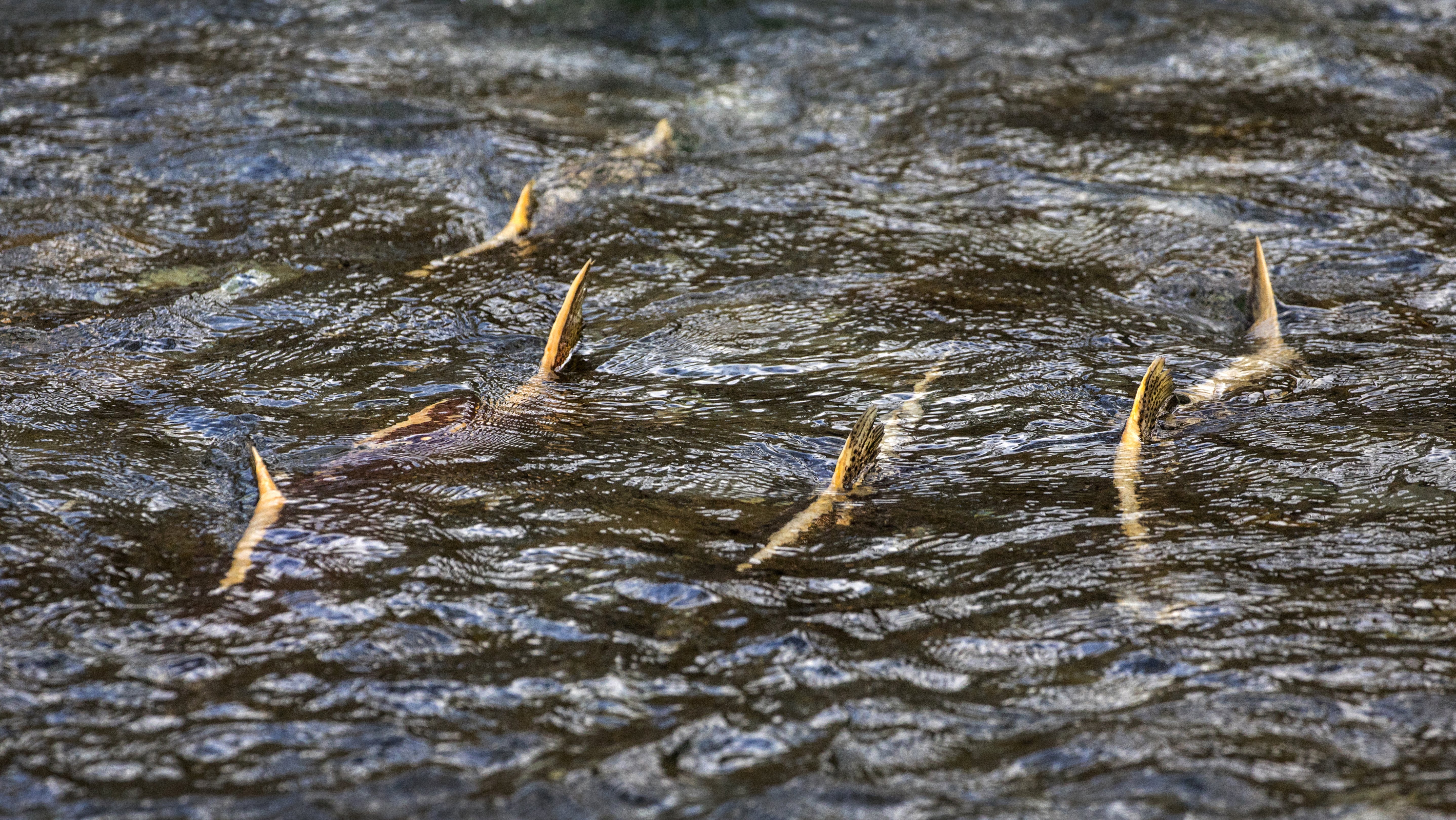 Tribe catches coho salmon on free-flowing Elwha River, a first since dam  removals