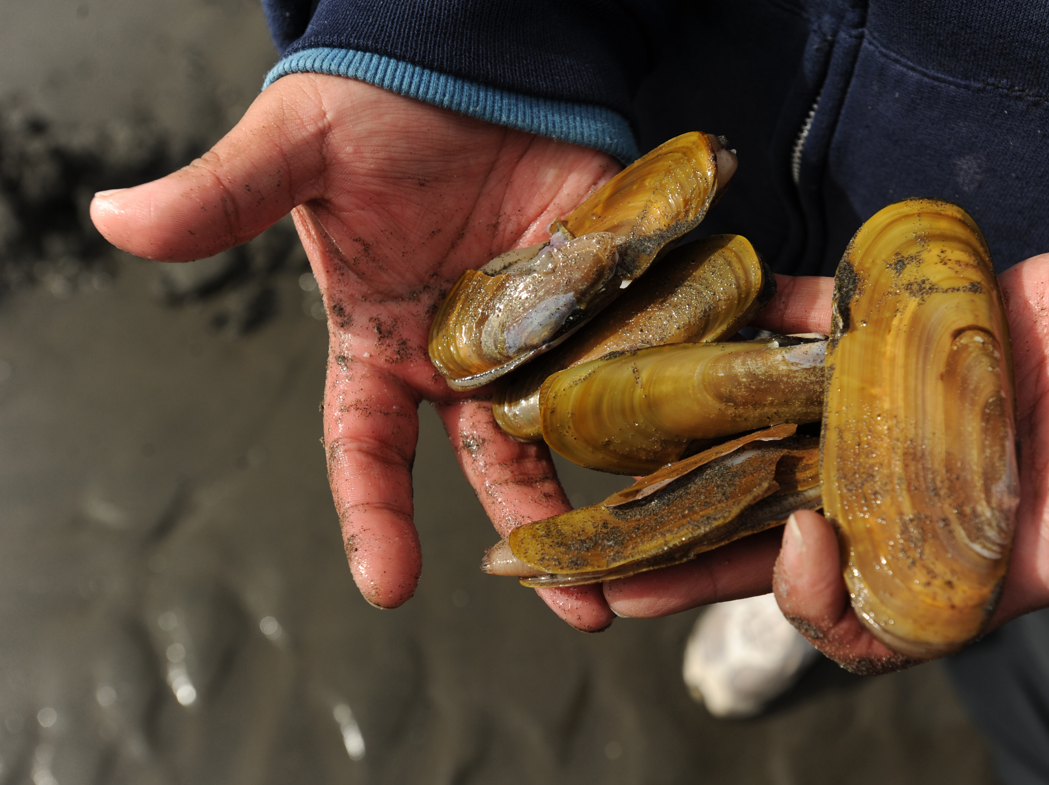Diggers could soon return to East Cook Inlet for razor clam harvest -  Anchorage Daily News