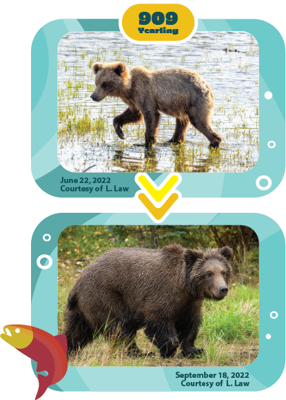 Fat Bear Week: Vote For Your Favorite Katmai Bear : Short Wave : NPR