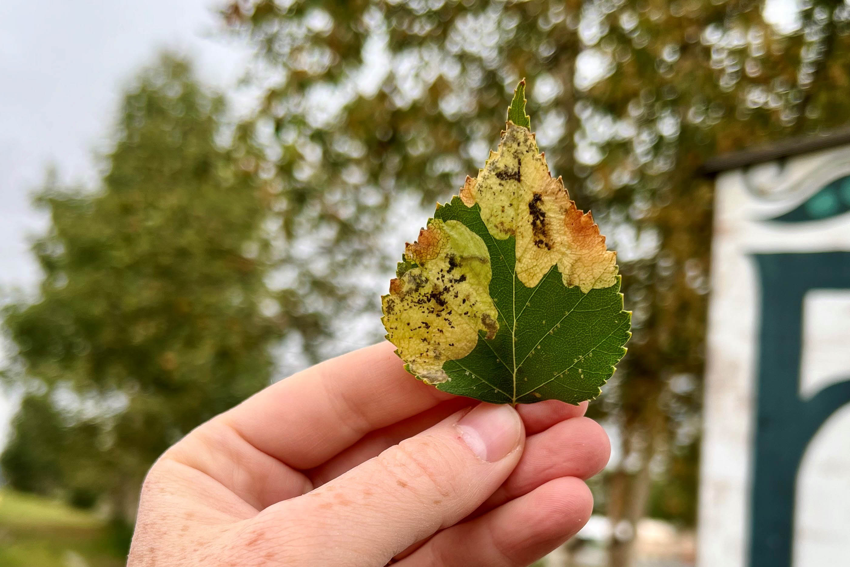 Keeping birch from the lurch: Combating the birch leafminer
