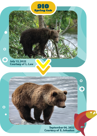 Fat Bear Week: Vote For Your Favorite Katmai Bear : Short Wave : NPR