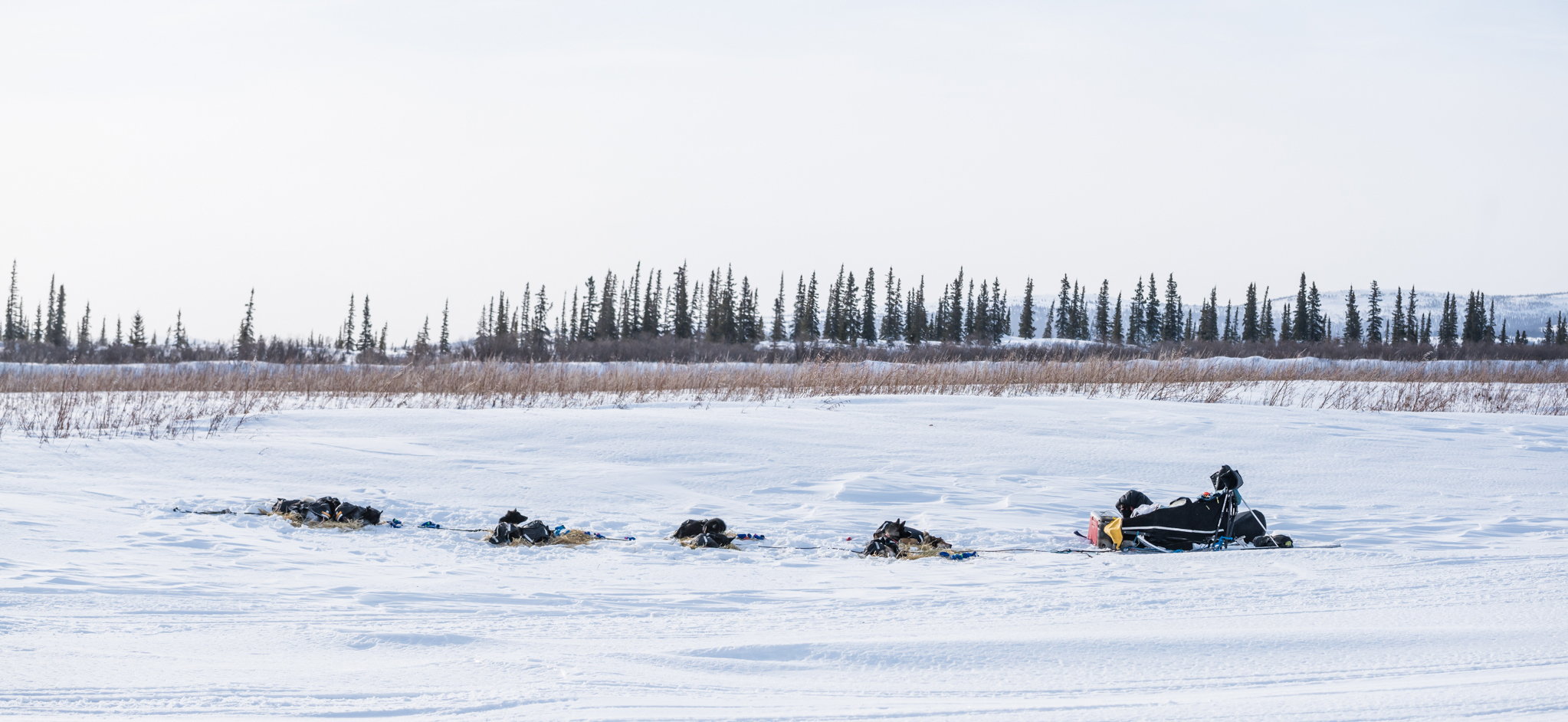 Send help now': Two mushers describe the events that led to their rescue  from the Kobuk 440 race trail - Anchorage Daily News