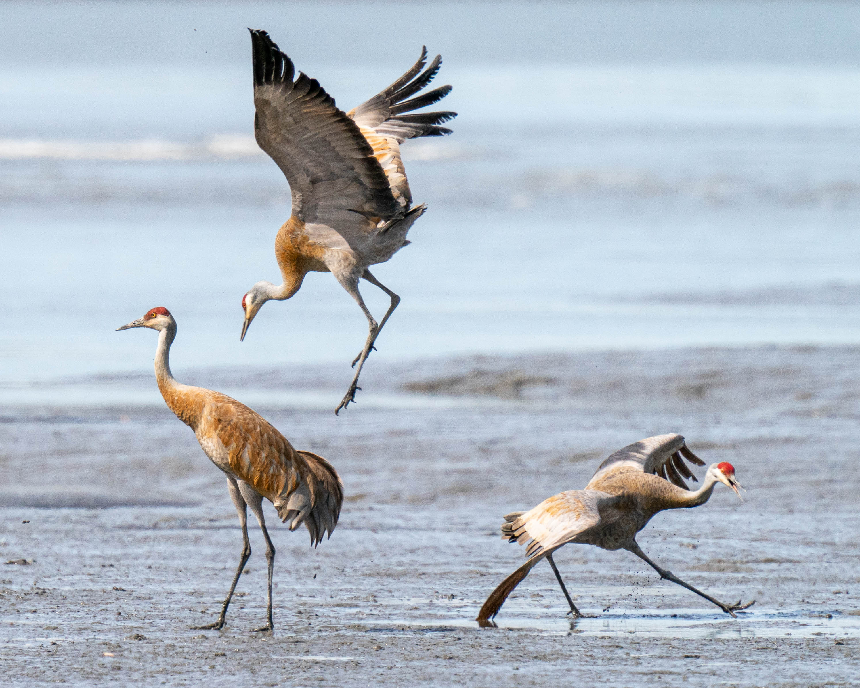 Best Time to See Sandhill Crane Migration in Alaska 2024 