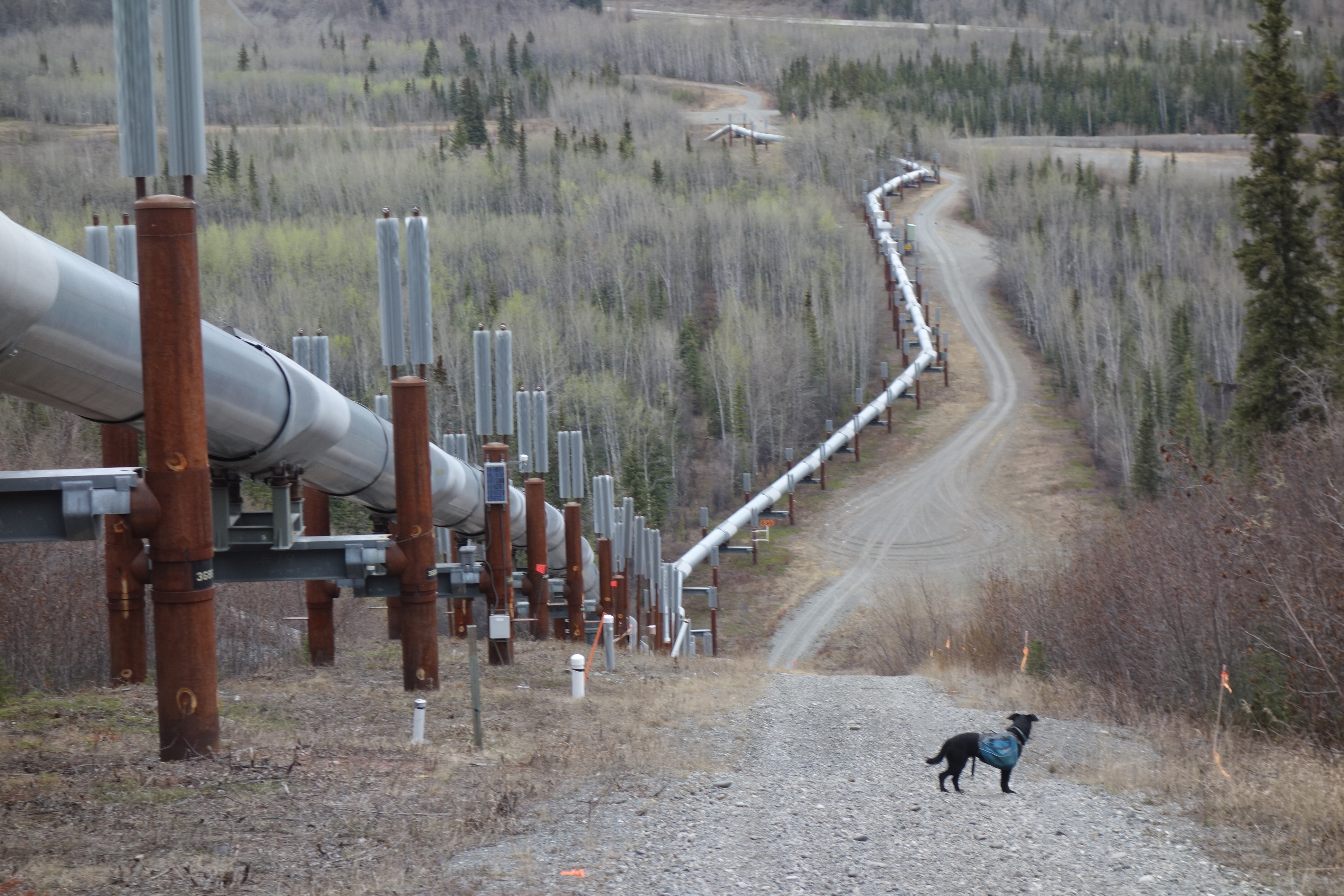 How a young engineer navigated permafrost to develop one of most
