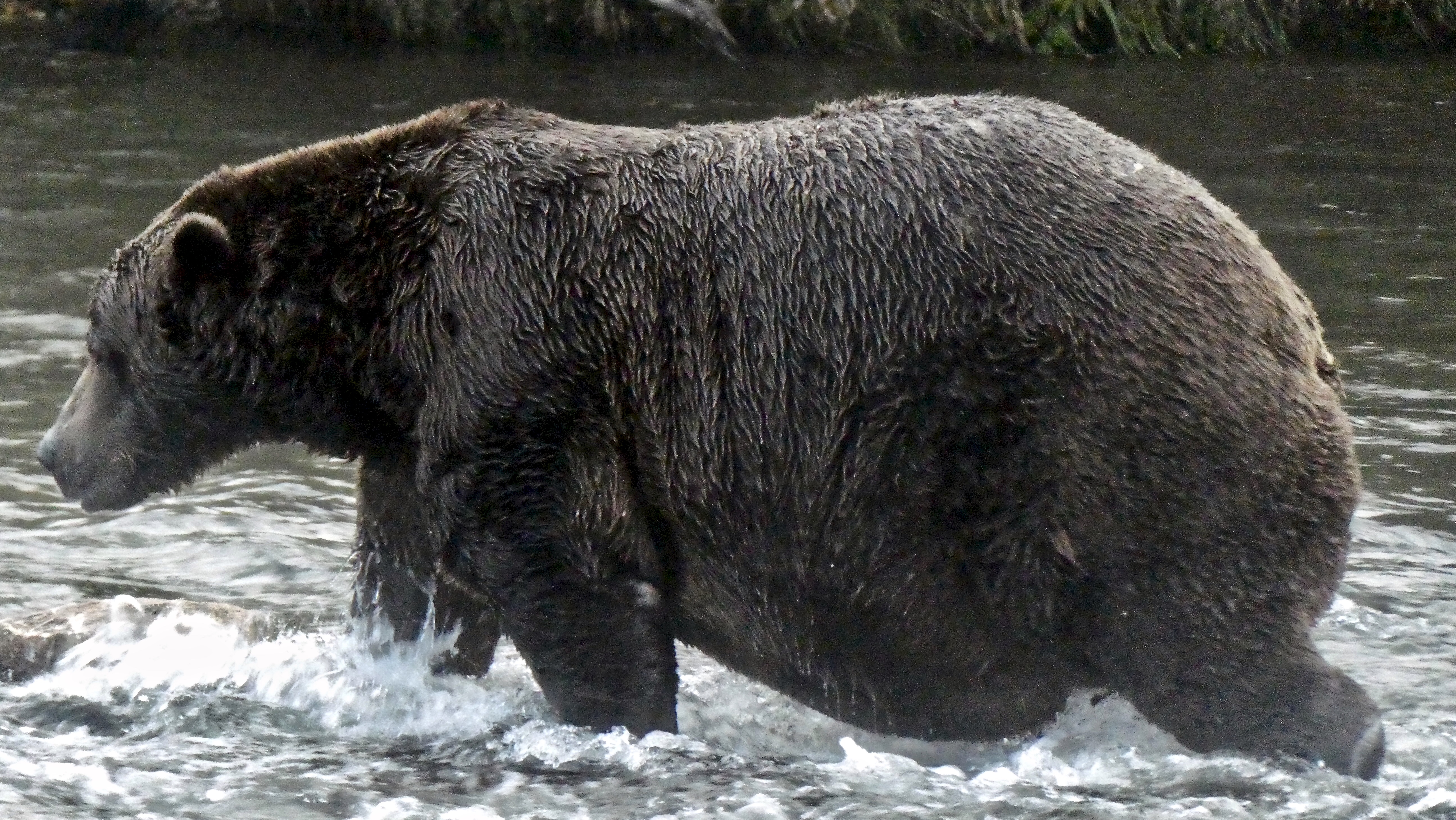 Fat Bear Week 2022 has a winner: 747 is champ again - The Washington Post