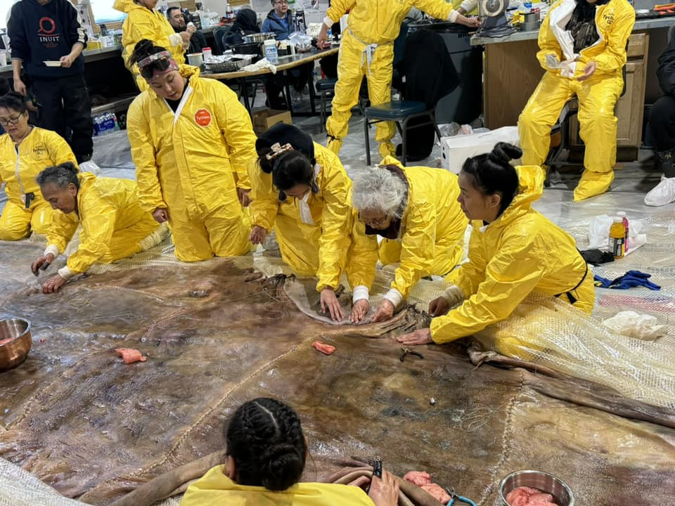 After decades of dormancy, skin boat-making returns to
