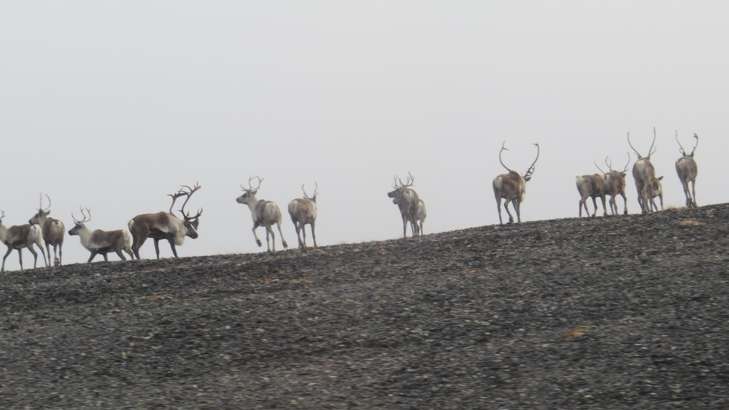 There are caribou along the Denali Highway, but don't count on