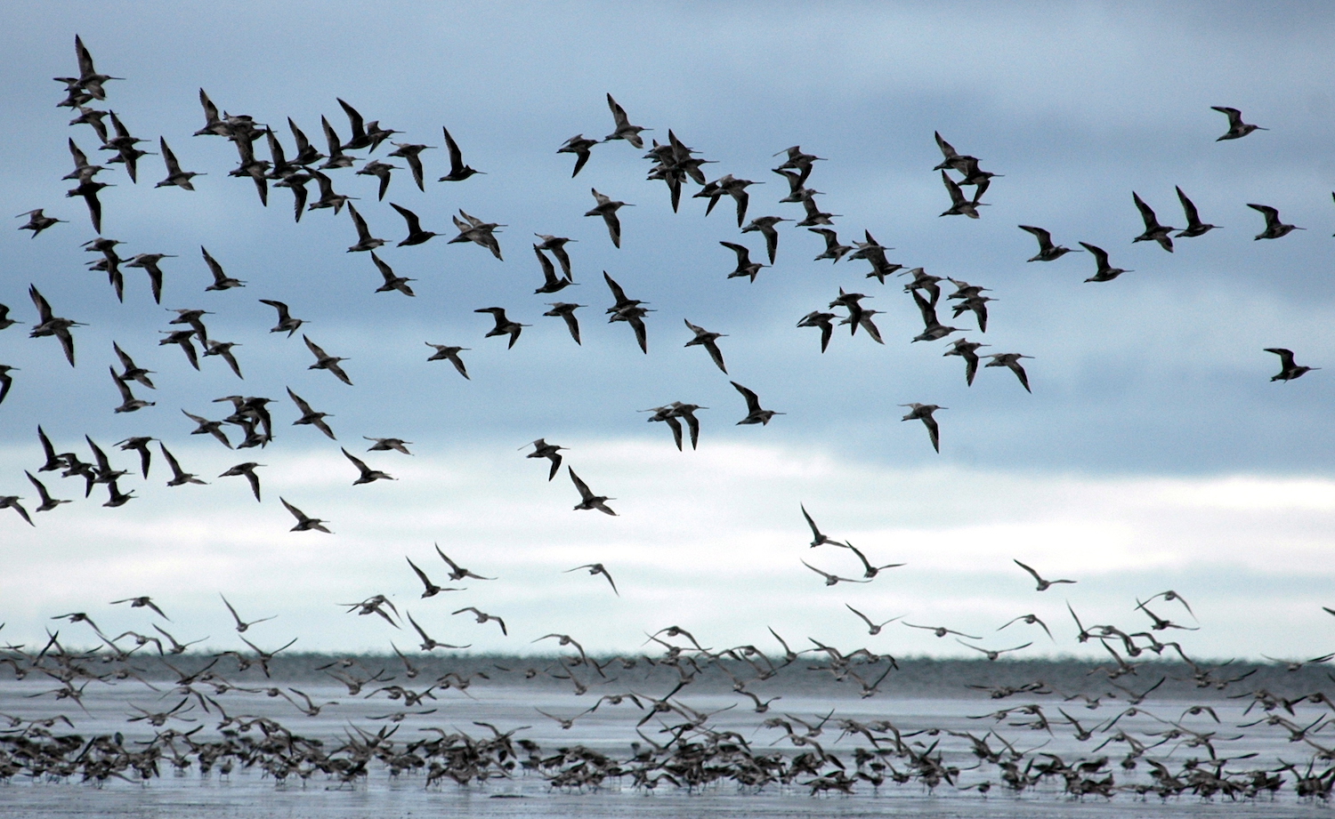 bar tailed godwit migration