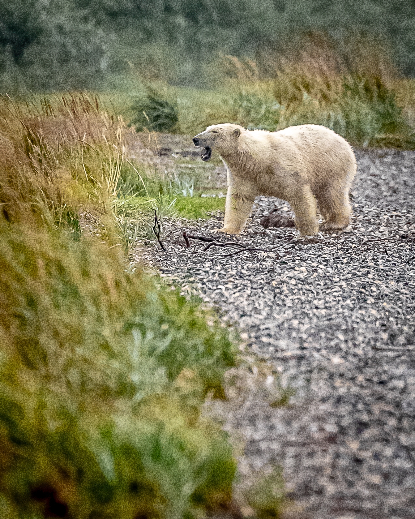 Rare polar bear sighting causes a stir in Kotzebue - Alaska Public Media