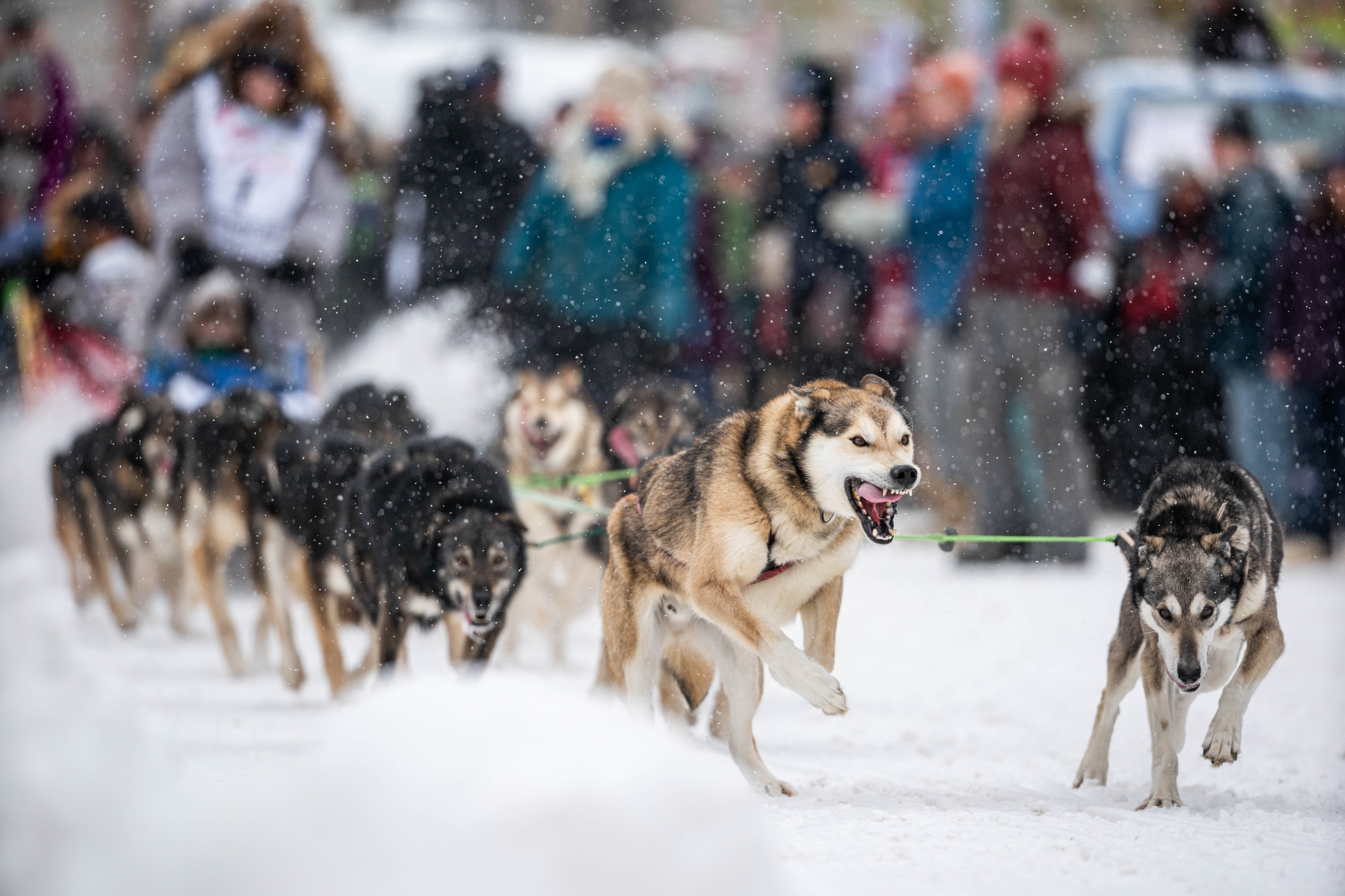 Iditarod 2022 Schedule Six Past Champs, Including Dallas Seavey And Thomas Waerner, Sign Up For  The 2022 Iditarod