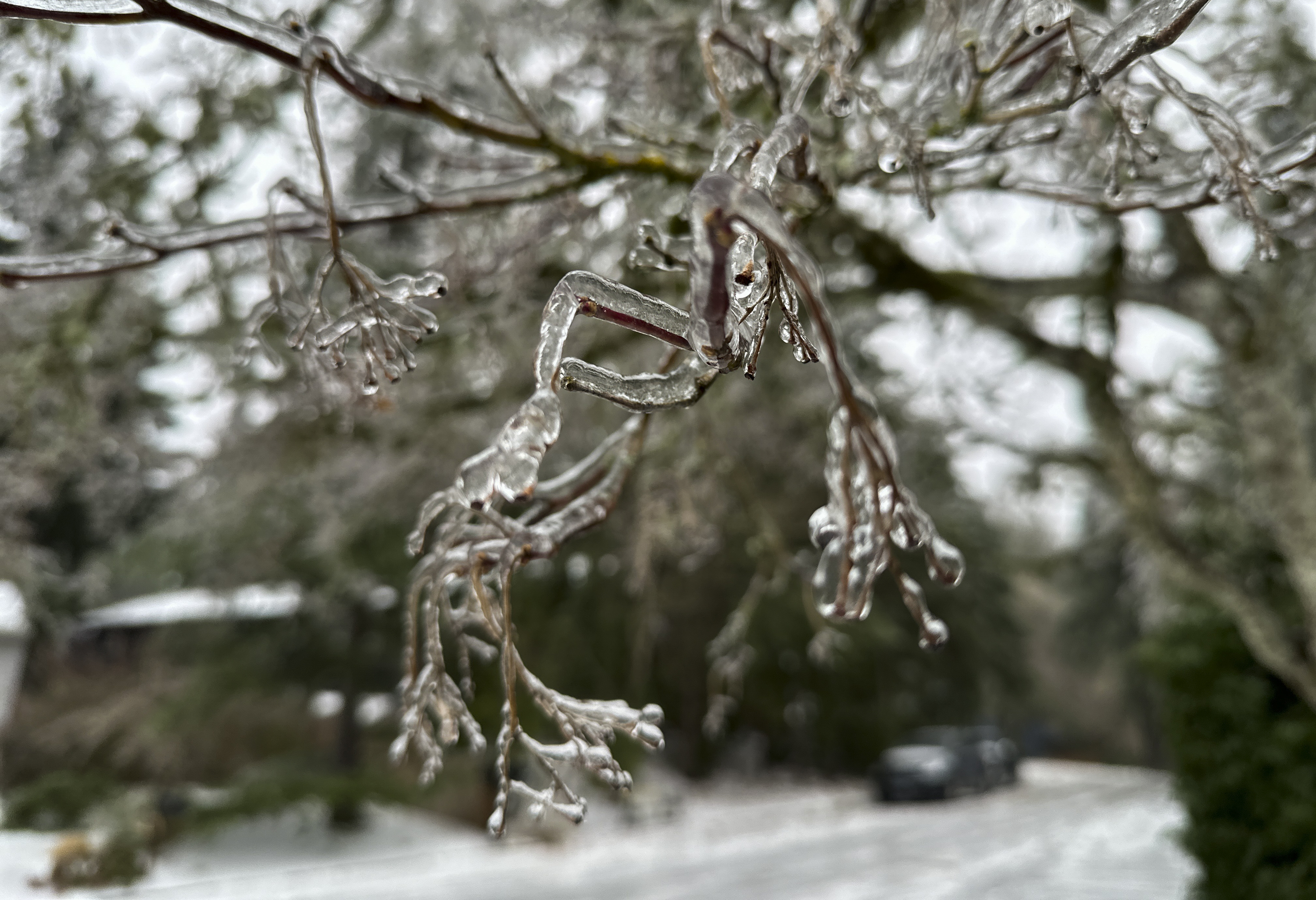 The Risk of Snow on Trees - Elite Tree Care