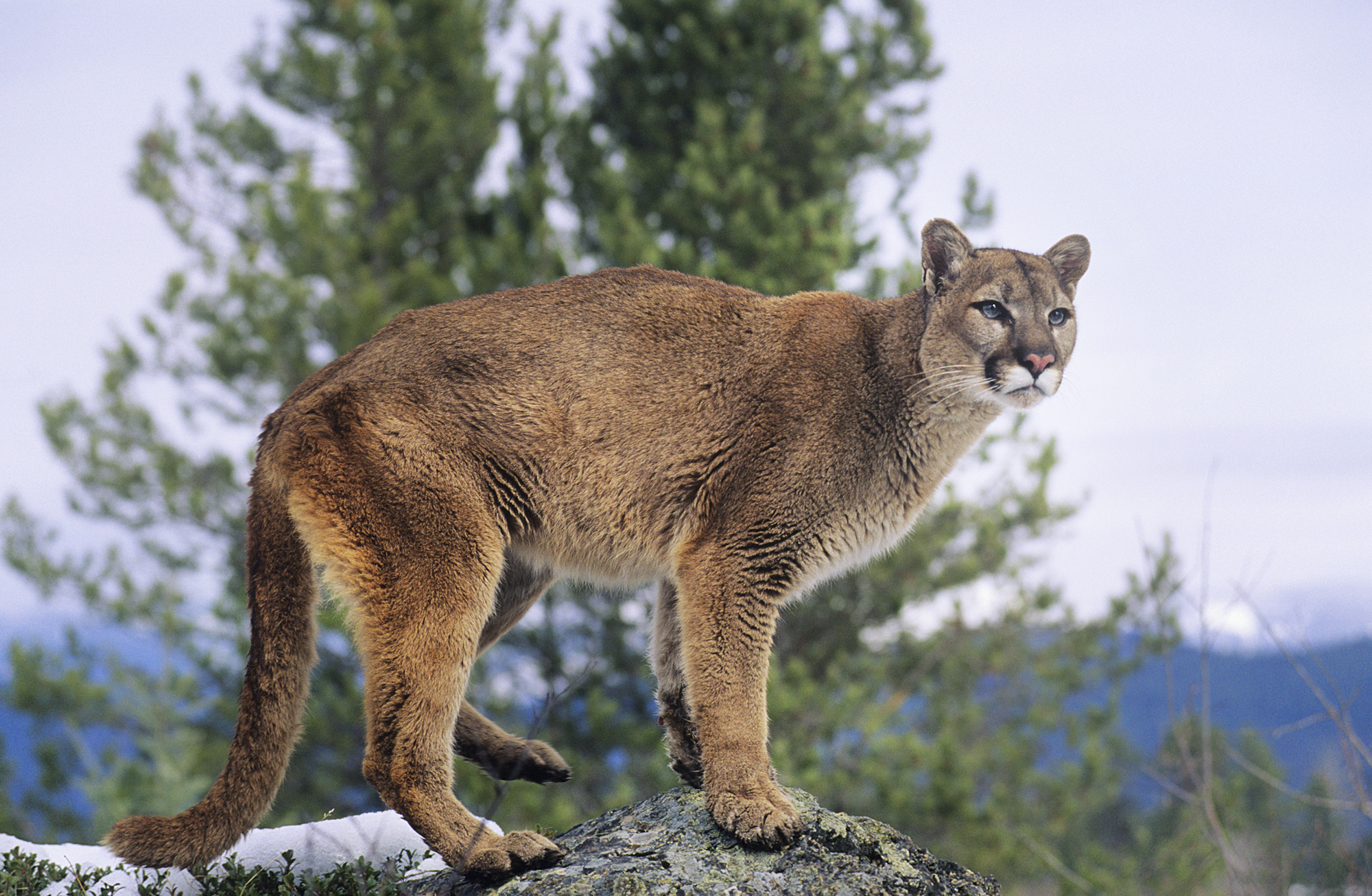 Woman killed in suspected mountain lion attack while hiking in Colorado