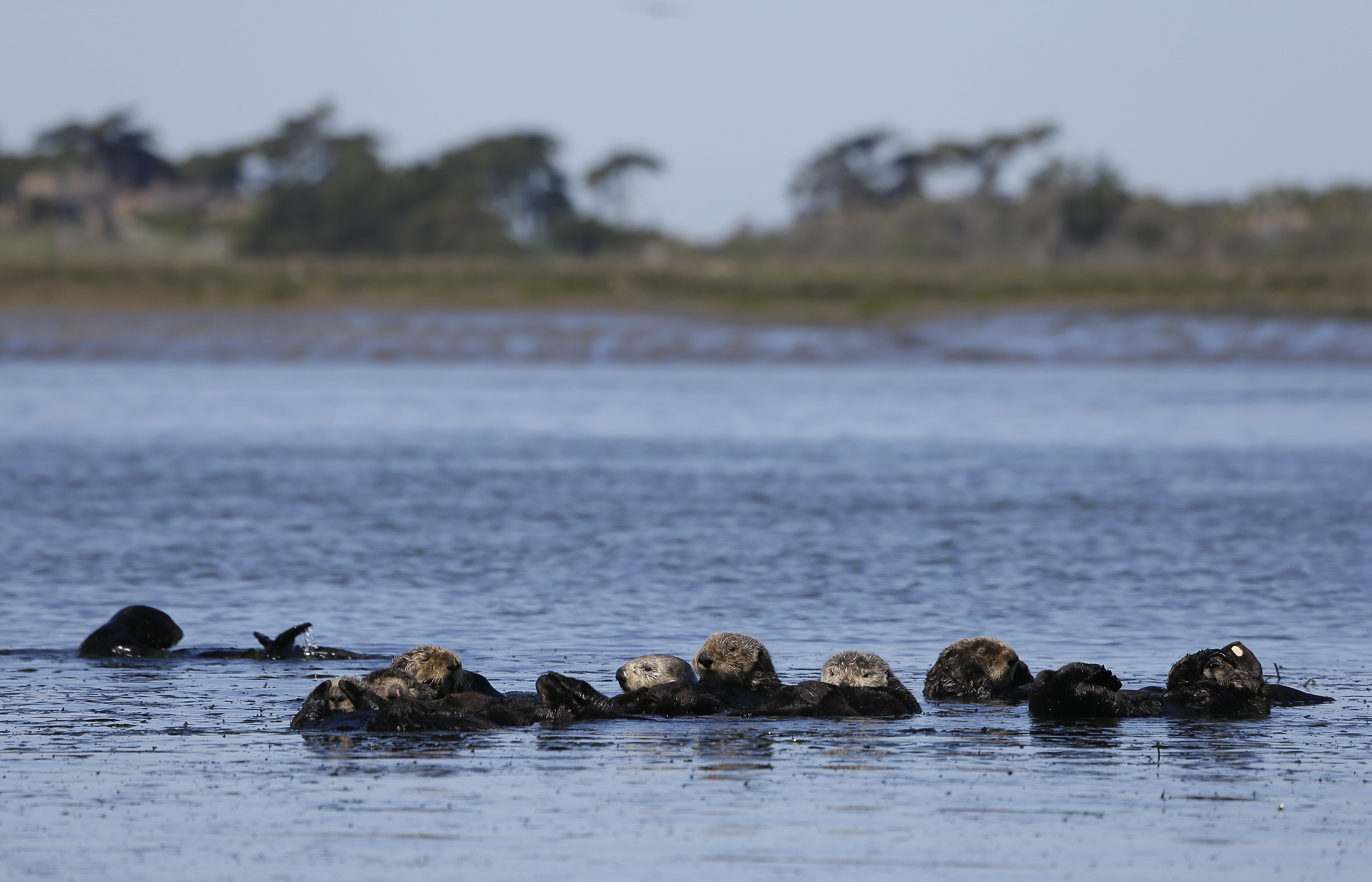 A sea otter is terrorizing California surfers - Los Angeles Times