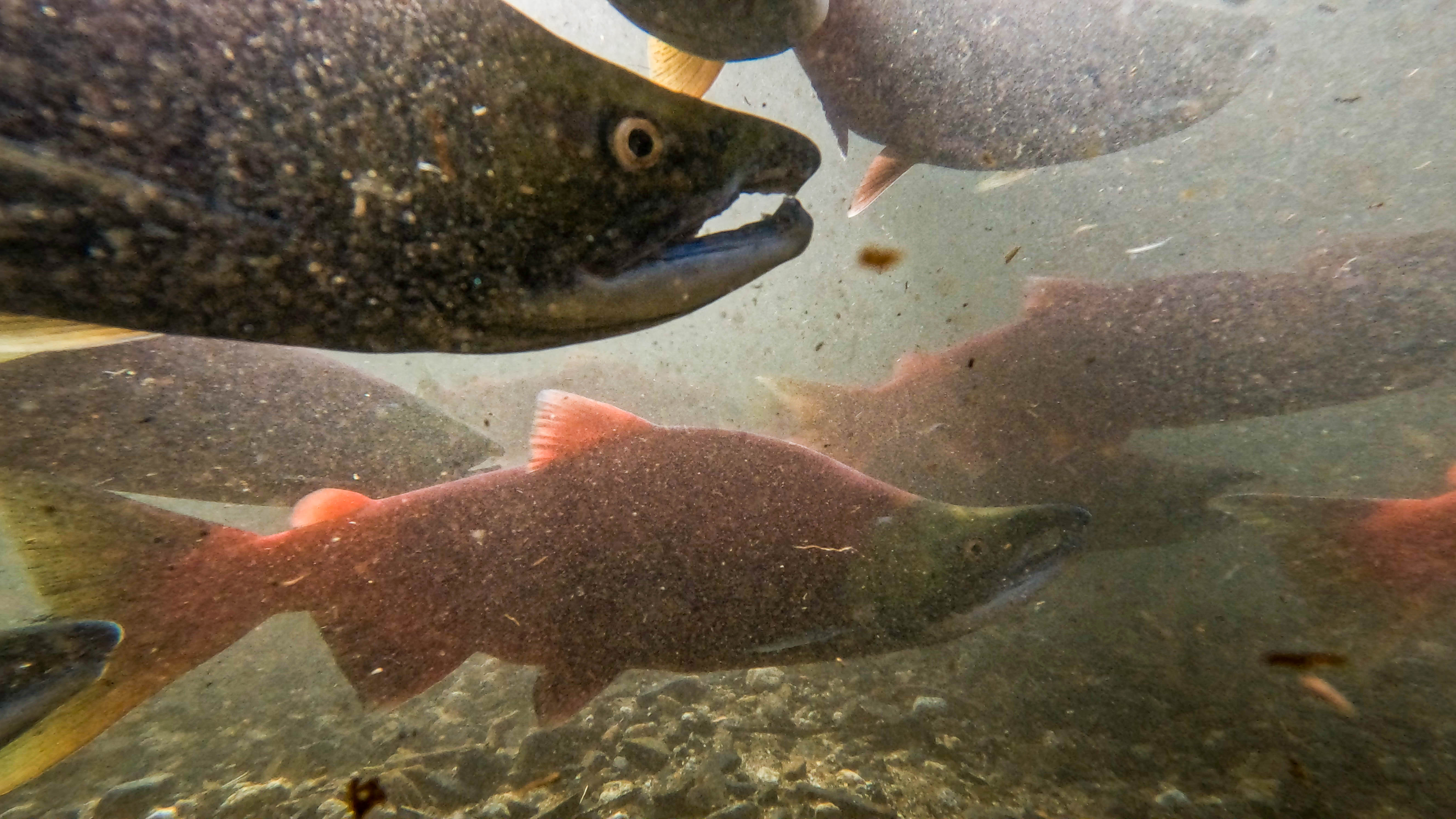 The salmon mystery of Bristol Bay