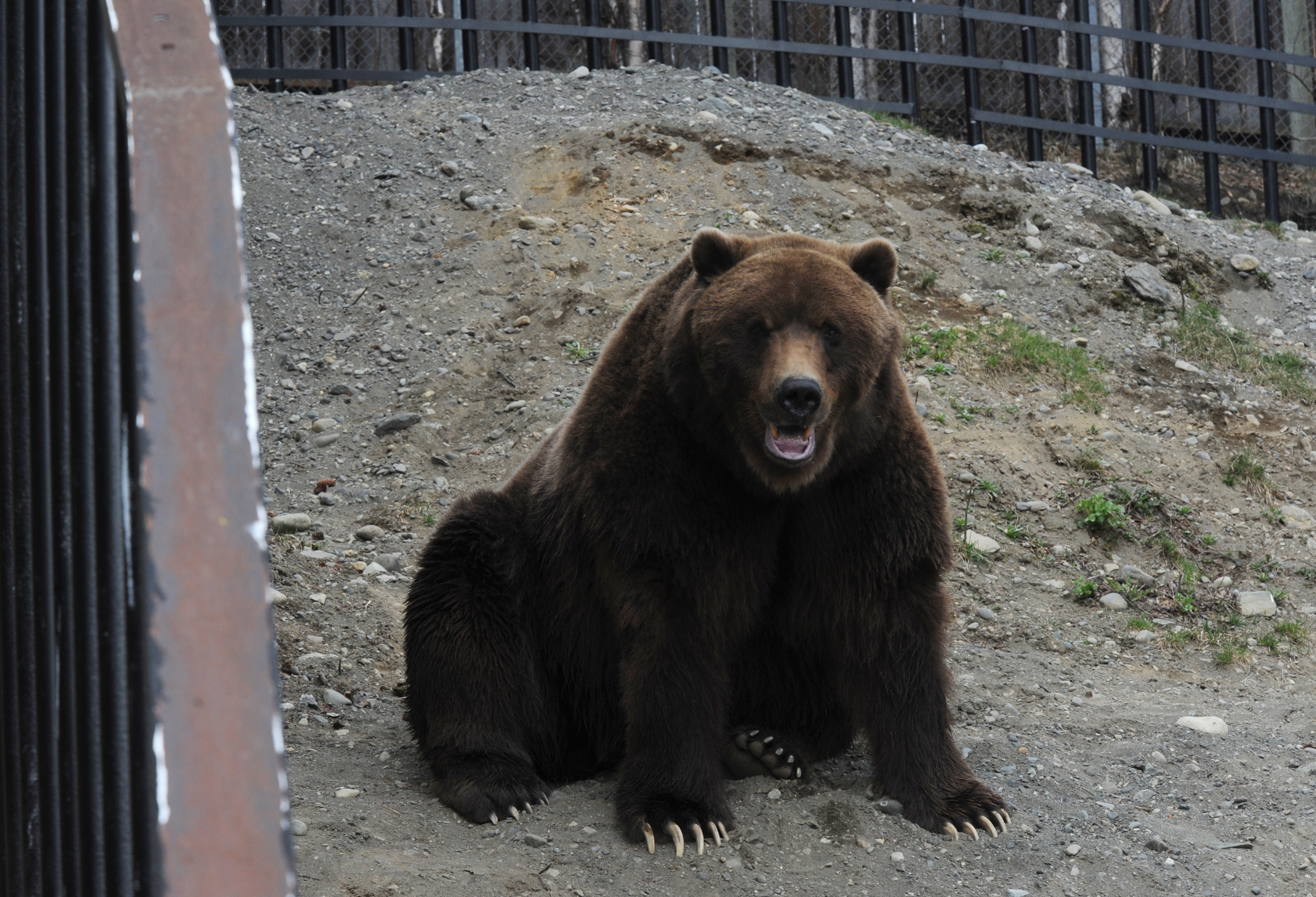 Zoo takes in orphaned brown bear cub from Alaska