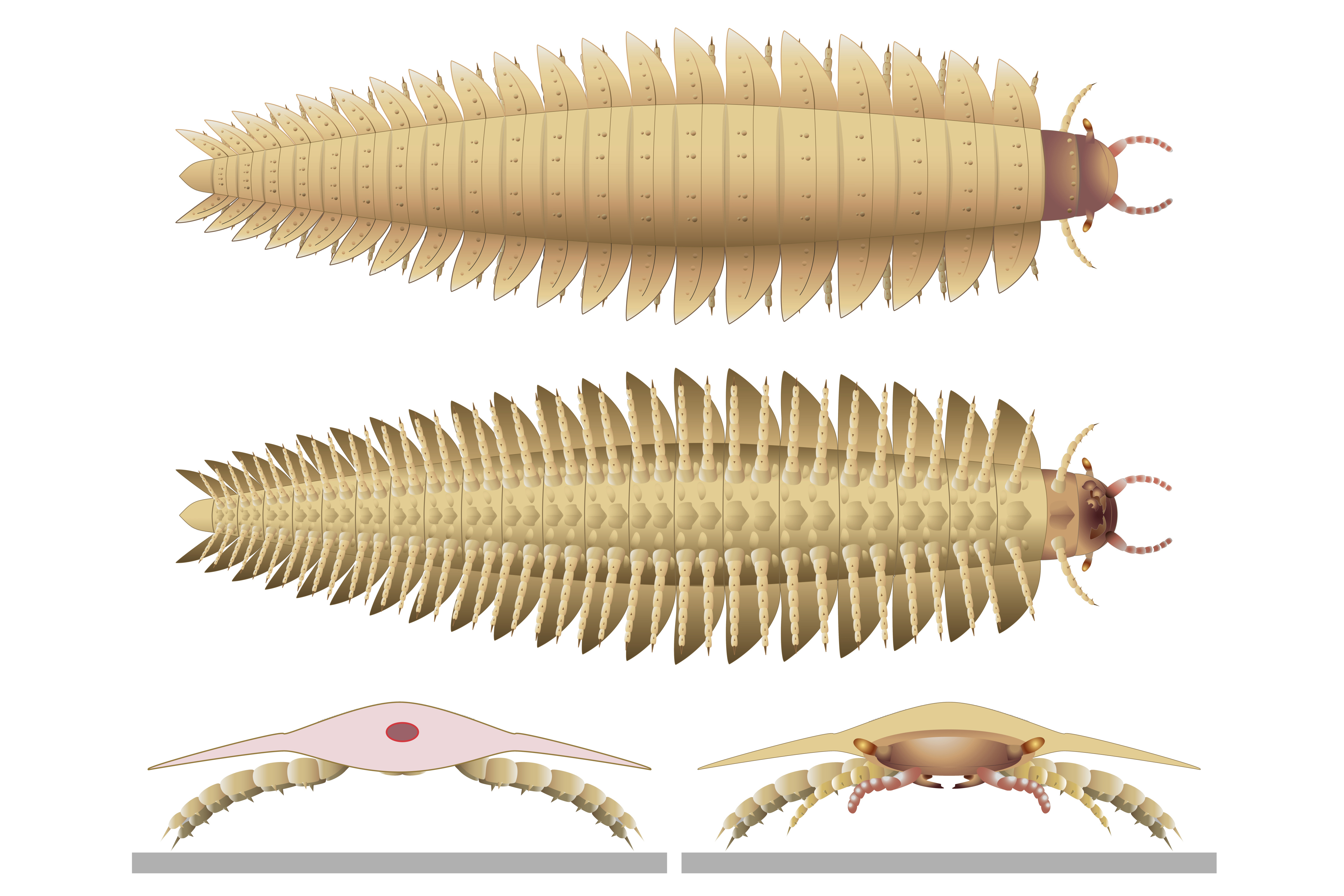 What Insect Extinct List Of Extinct Insects