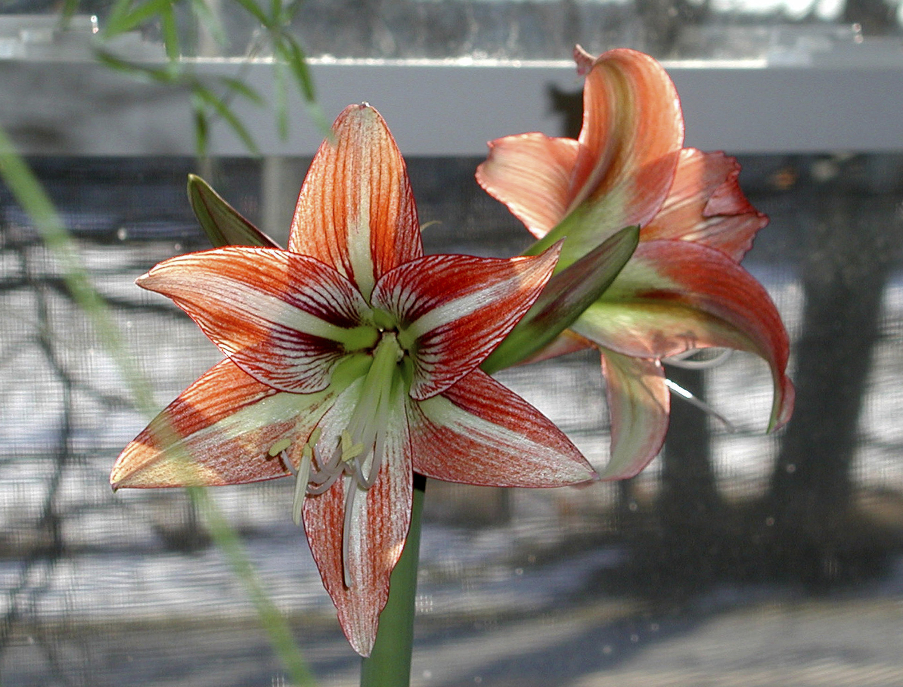 The houseplant of the season, amaryllis are gorgeous and easy to