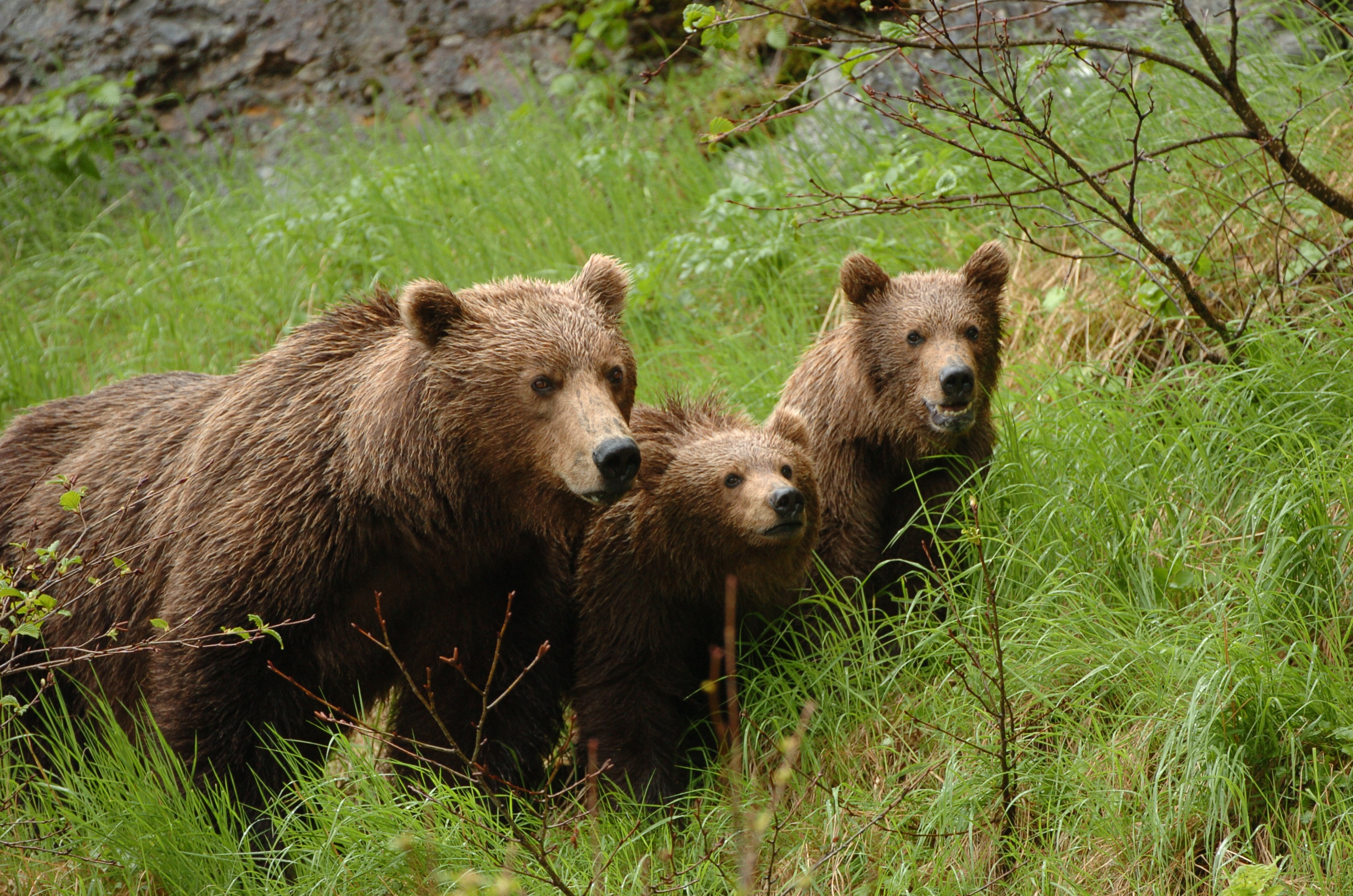 Hillside Cubs