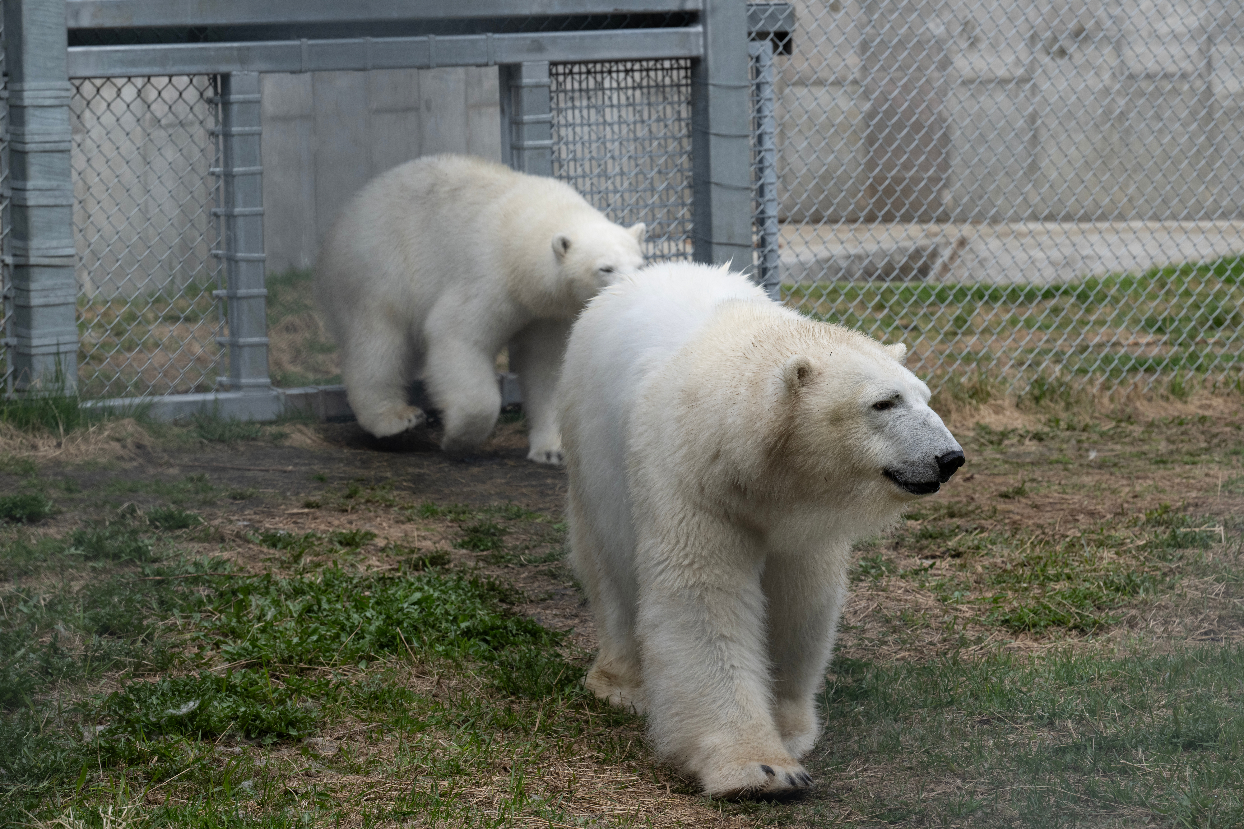 写真　アニマルトレーナー オルガ・セレステ プレスフォト YI6UVQ7LSZGNRODU3UQ252EKJM.JPG