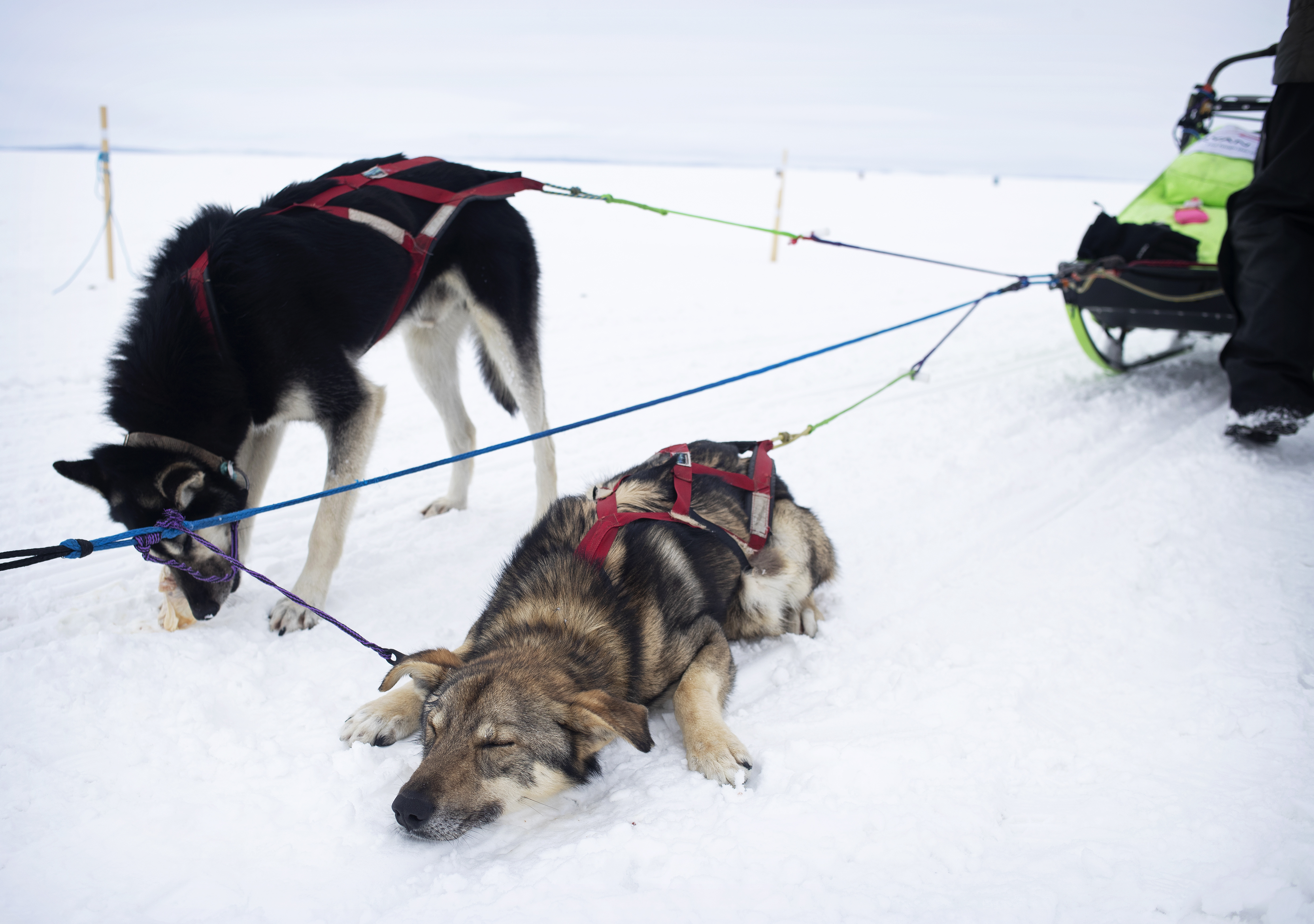 Hugh Neff wins Kobuk 440 sled dog race after a tight chase with