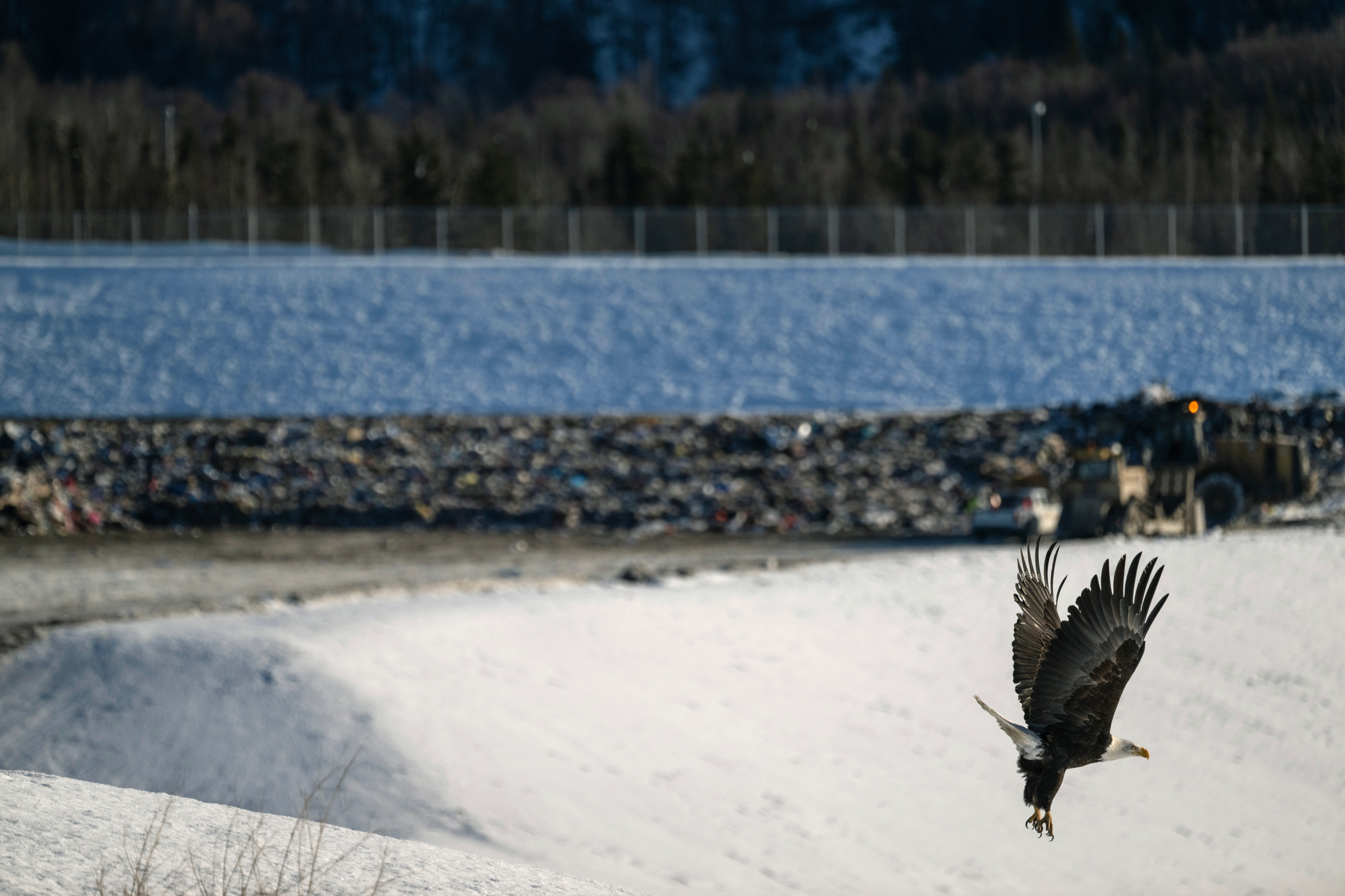 Anchorage's landfill is a magnet for bald eagles each winter. It's