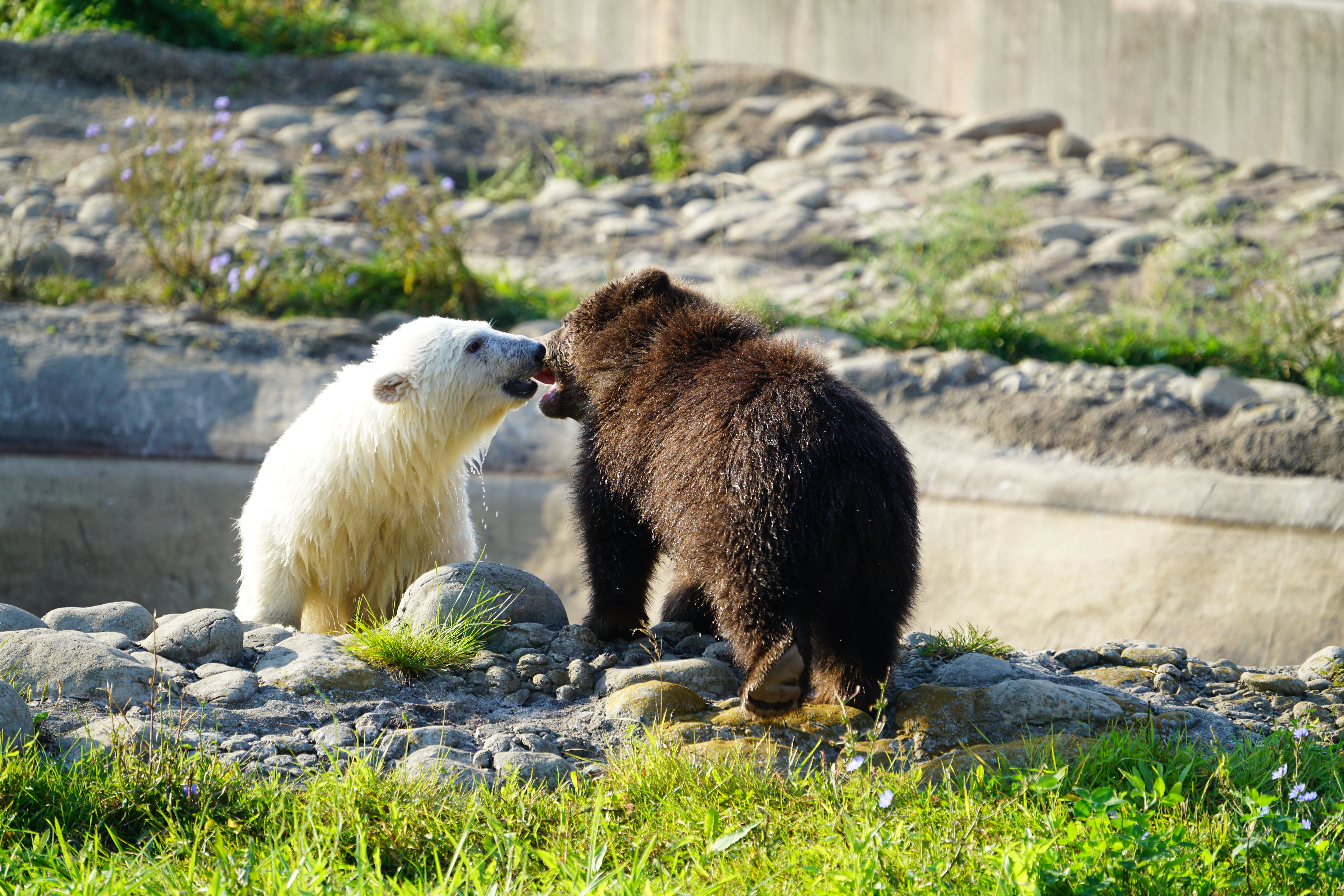Orphaned polar, grizzly bears now playful companions at Michigan
