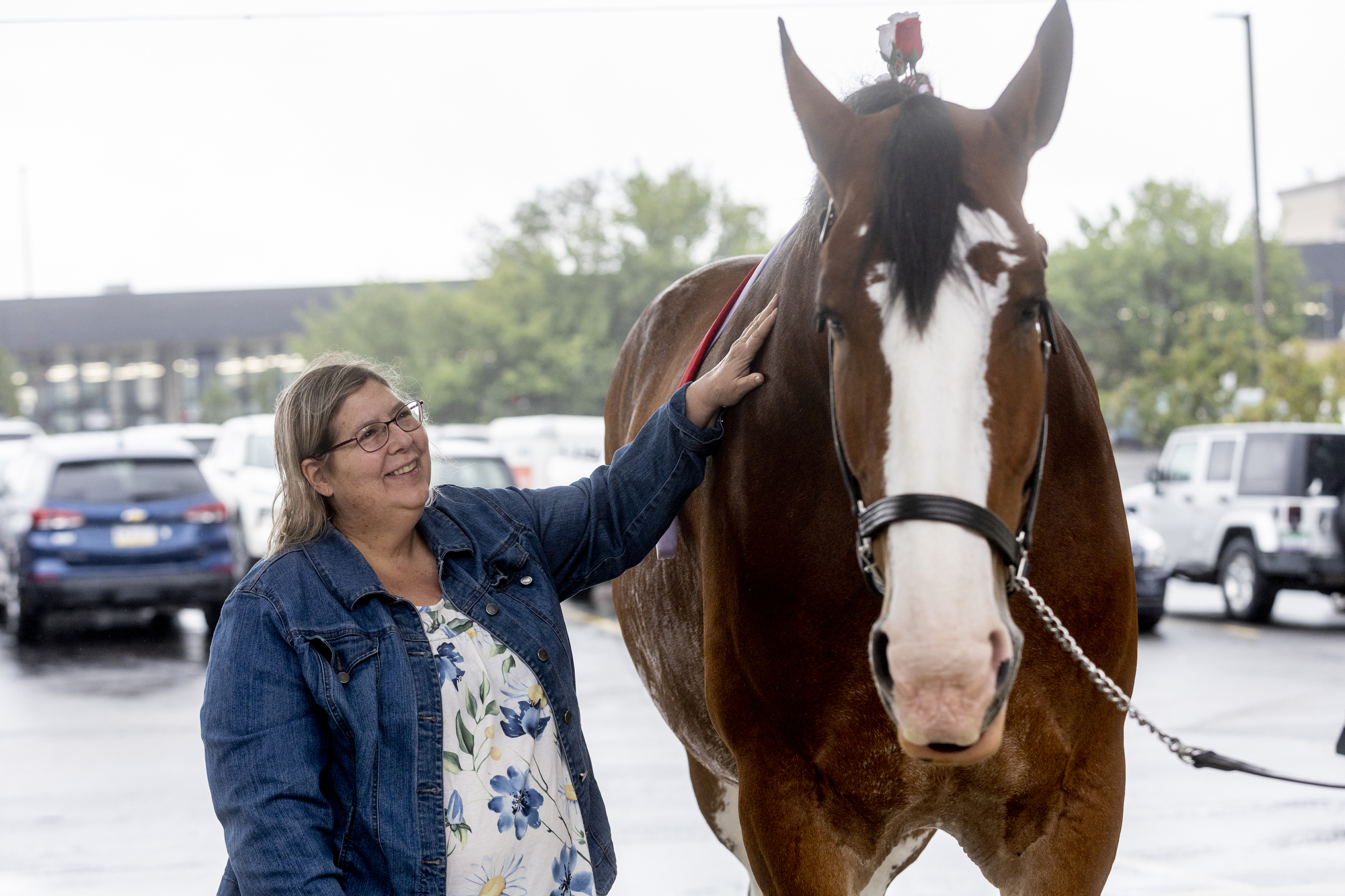 Budweiser, Clydesdales coming back to Super Bowl 56