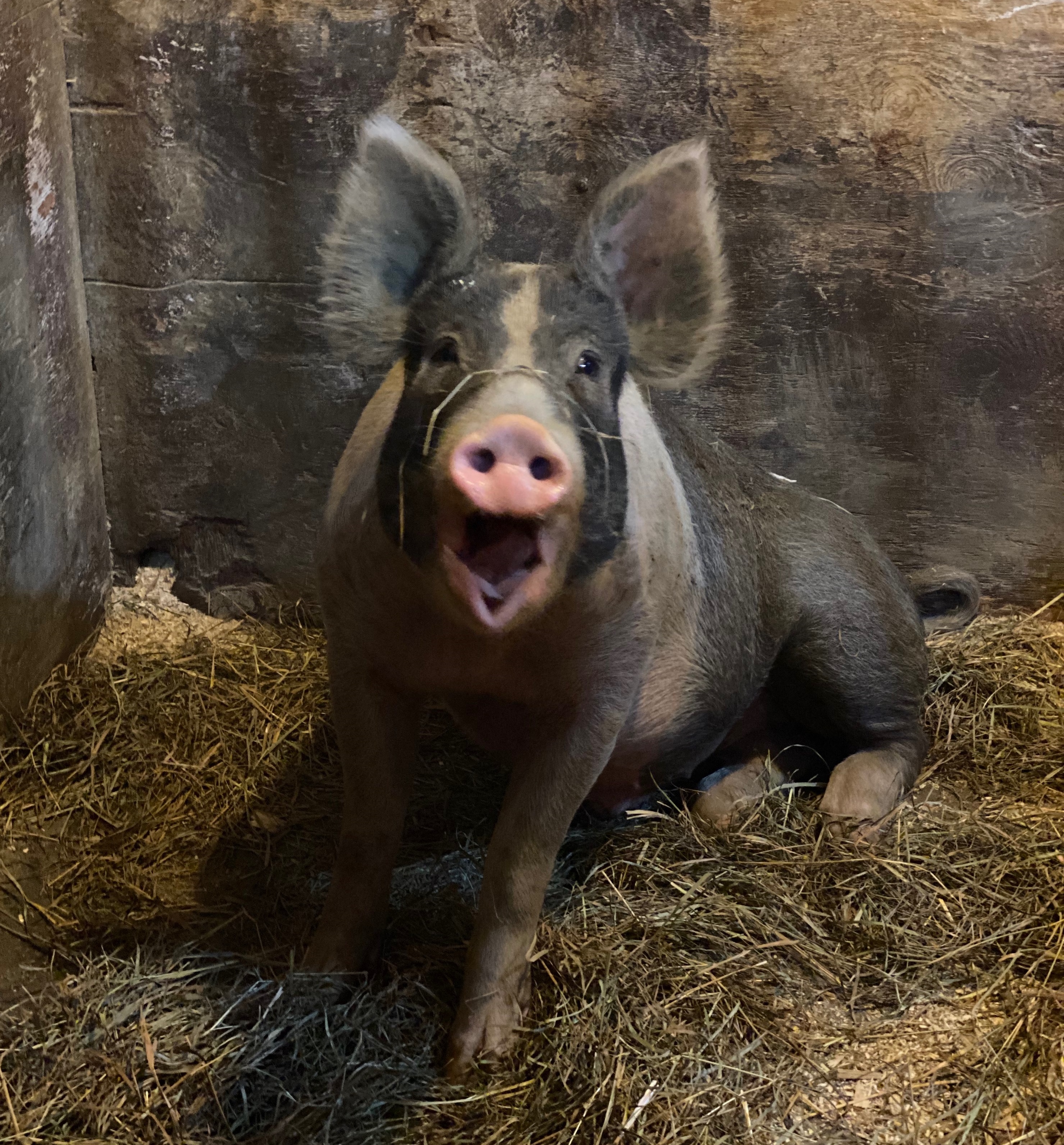 Rescued pigs dubbed 'the Saginaw Six' find new homes at