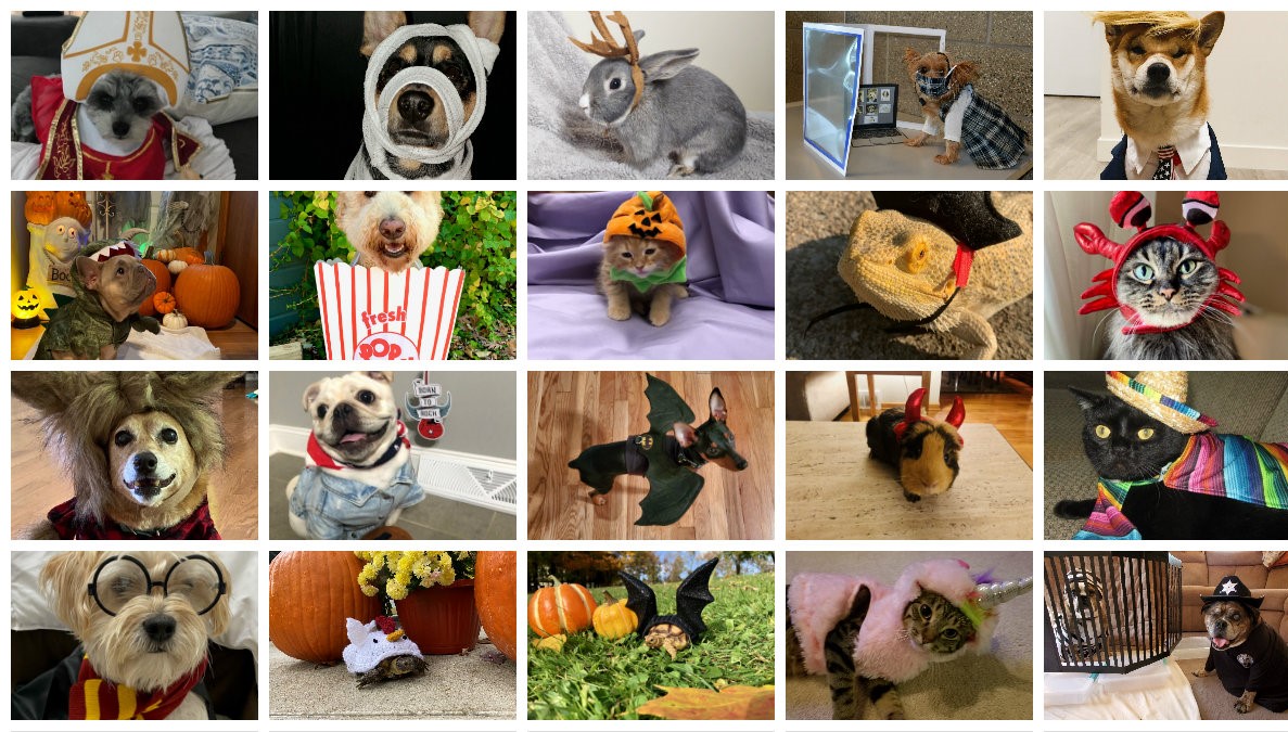 See the 20 Best Pet Halloween Costume finalists; Vote for your