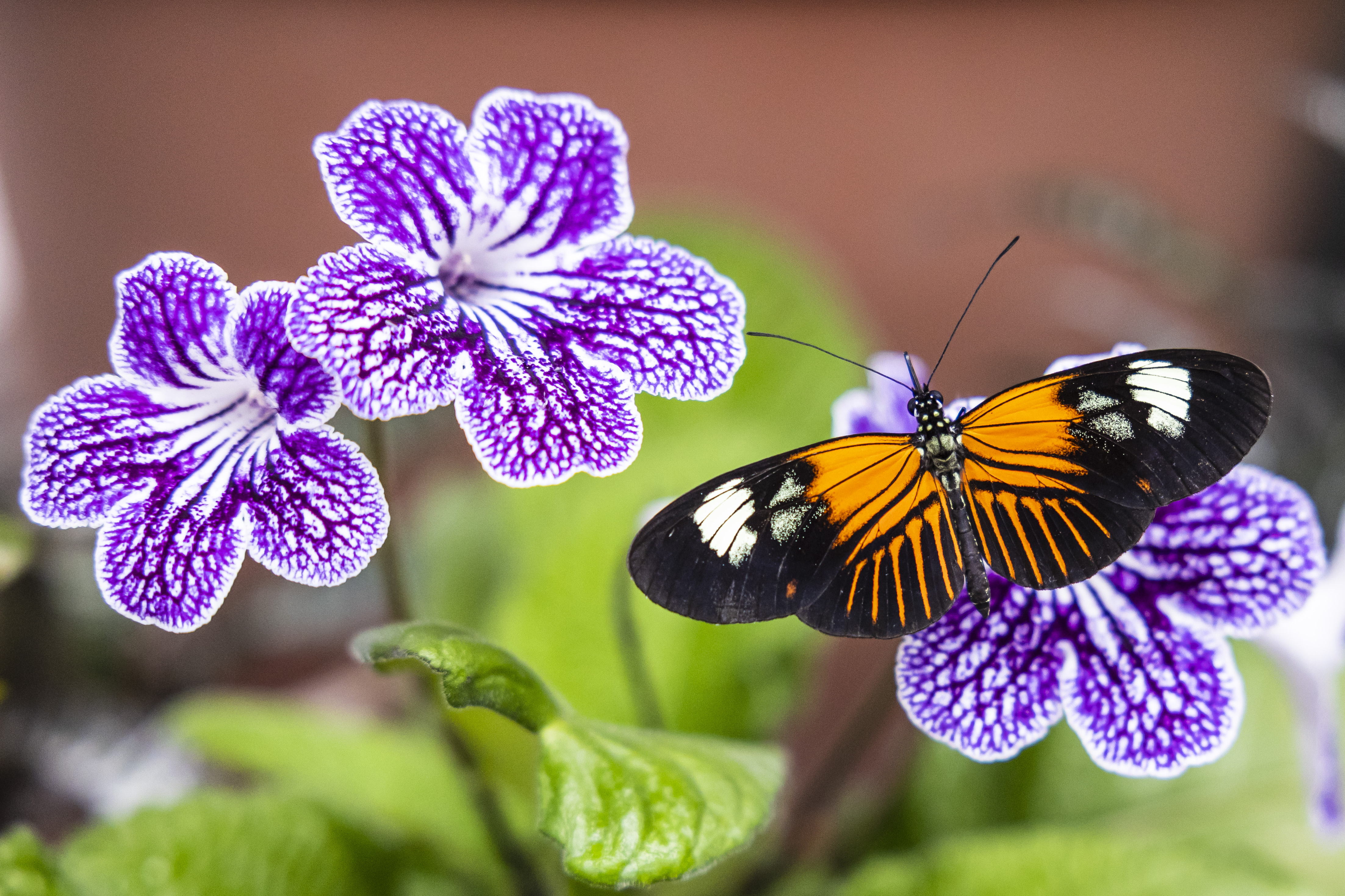 Midland Dow Gardens opens Butterflies in Bloom 2023 - mlive.com