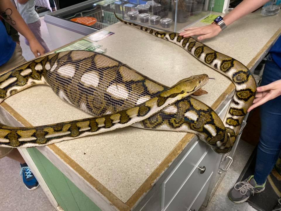 Woman working in forest swallowed whole by 22-foot python with 'a hug of  death': report 