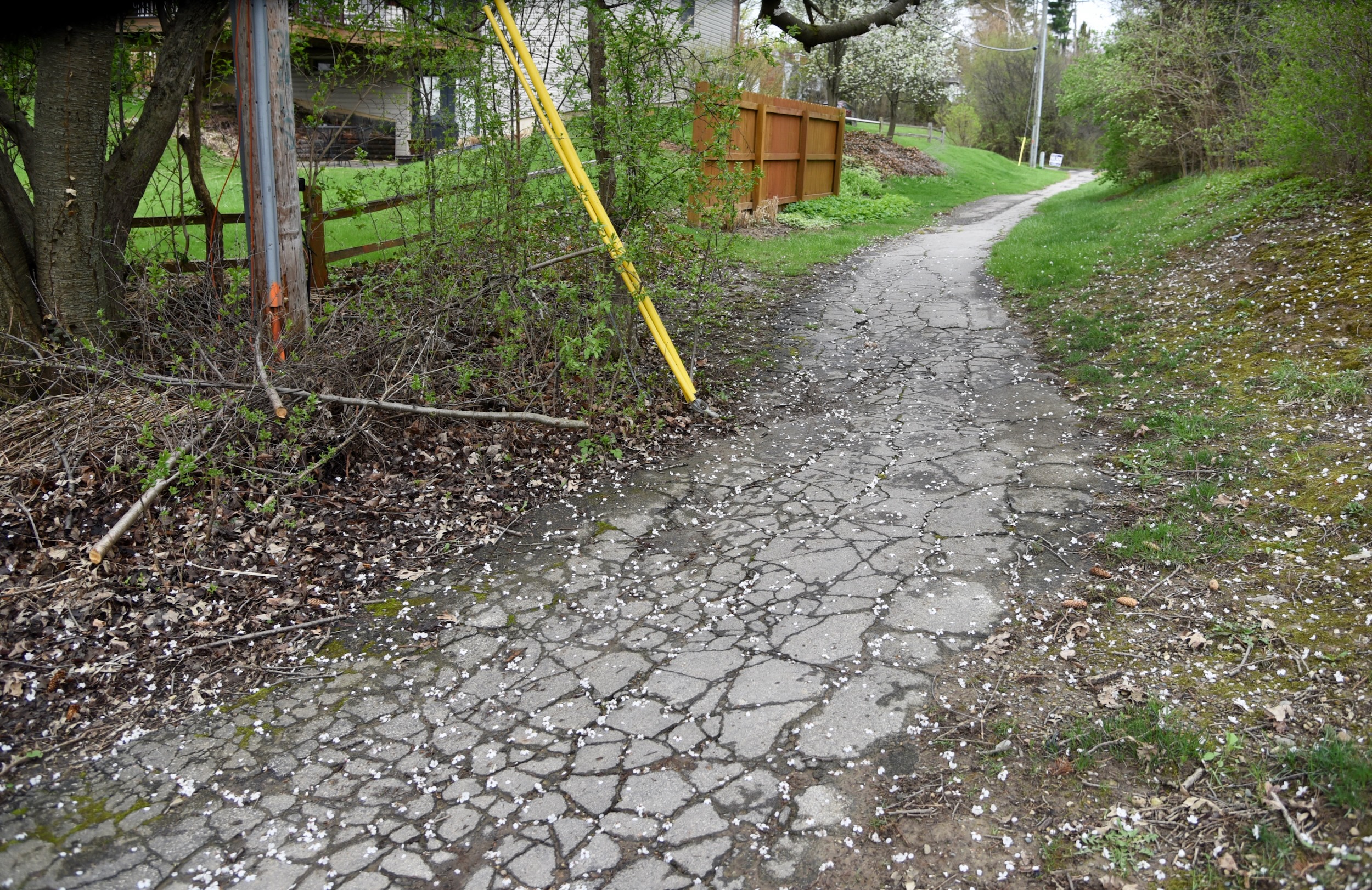 RunnymedePauline asphalt path in Ann Arbor crumbling, muddy and