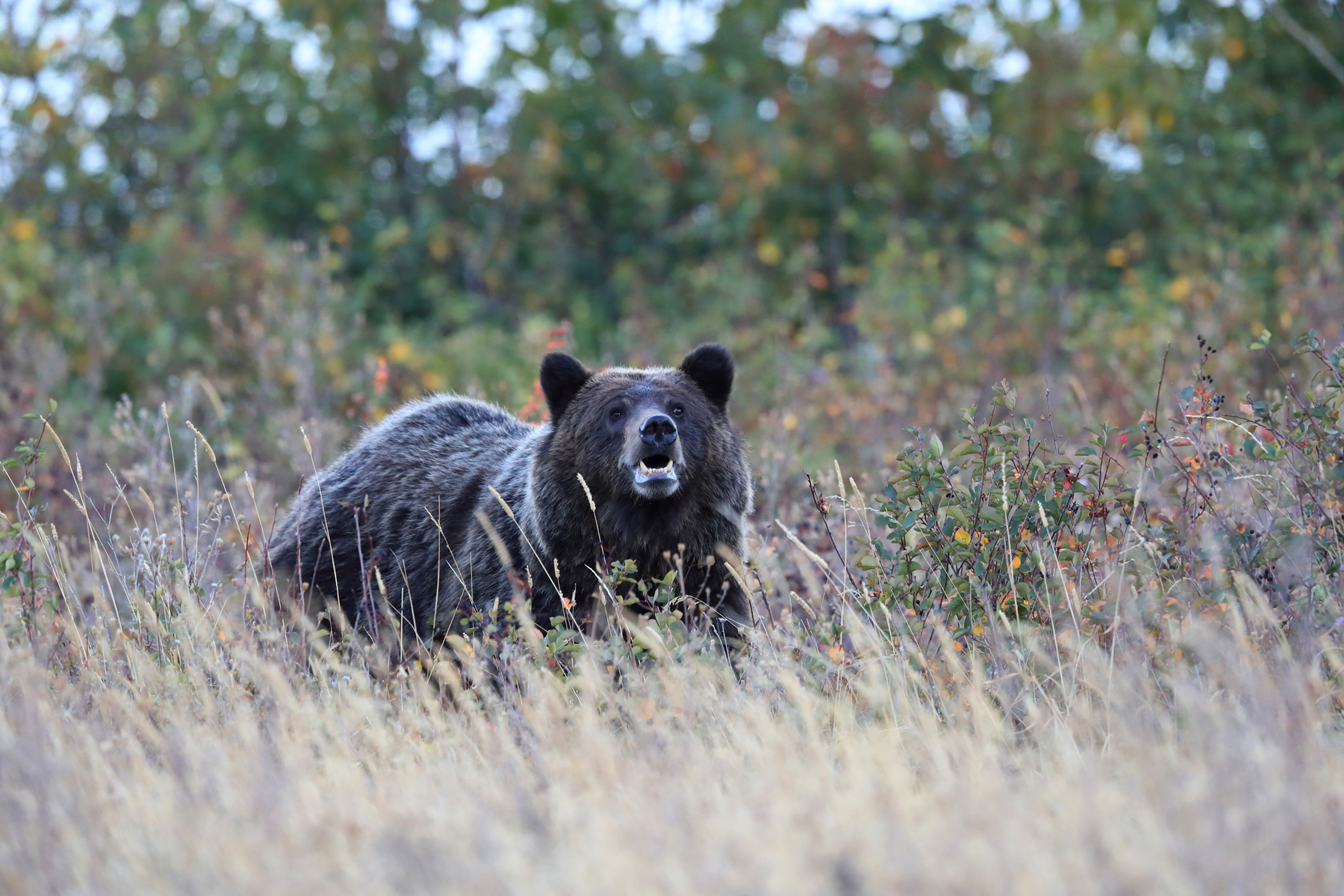 NFL quarterback Carson Wentz hunts down black bear in Alaska: 'Bucket list  opportunity'