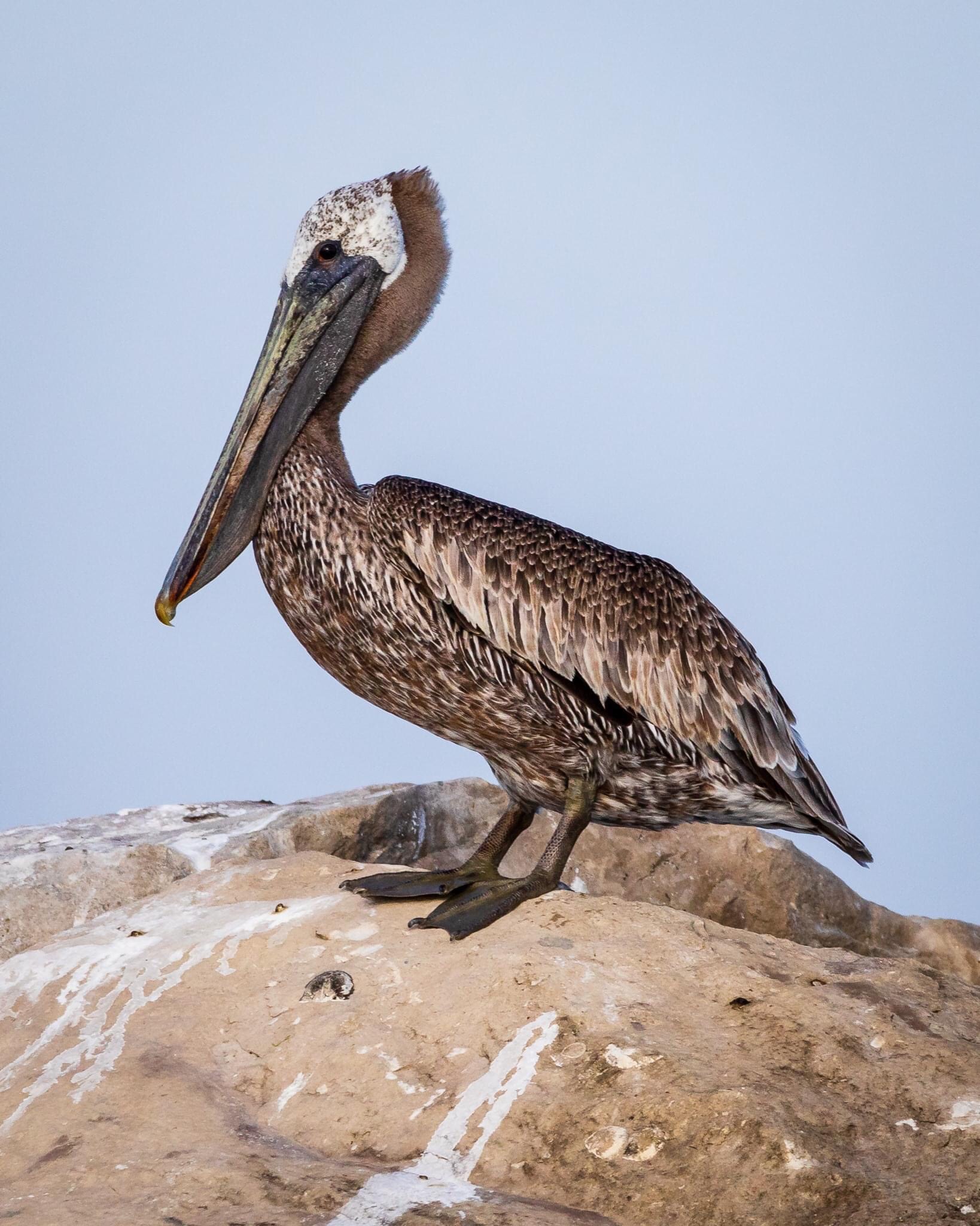 Meet Pete the Pelican, who made his home in Cleveland this summer - cleveland.com