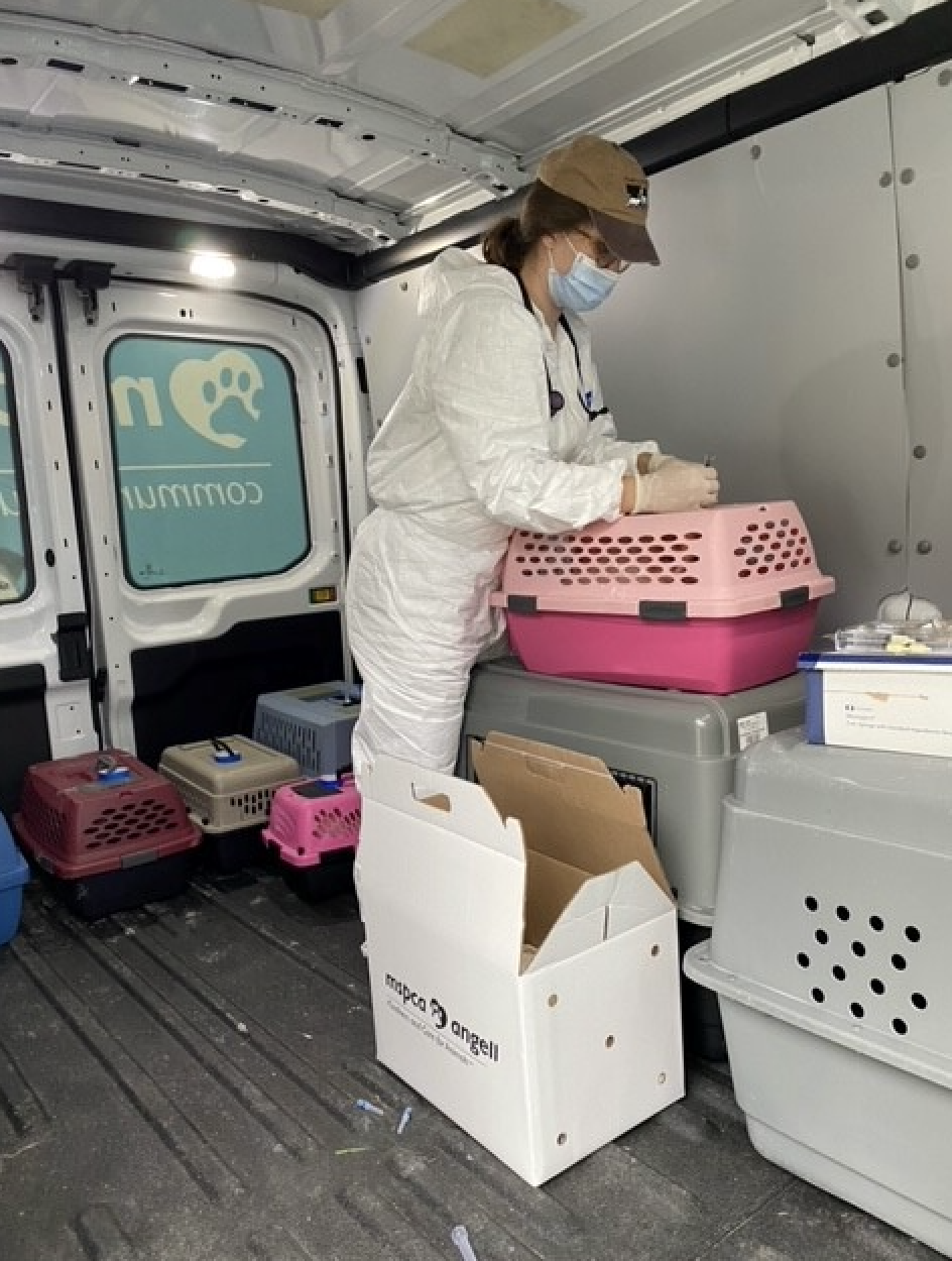 33 purebred Persian cats looking for new homes in Massachusetts after living in 'crowded' home