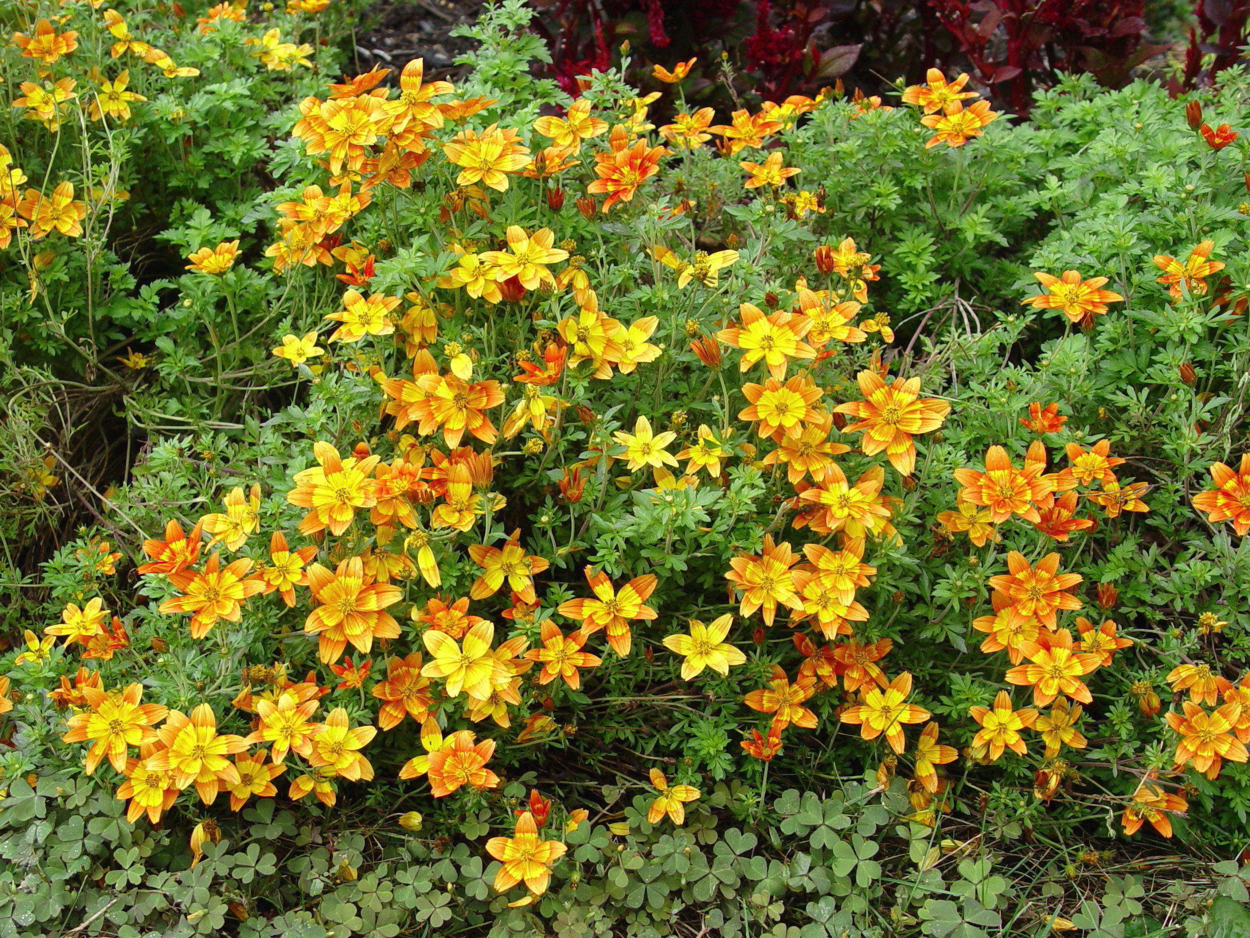 Bidens Flower Orange | Best Flower Site