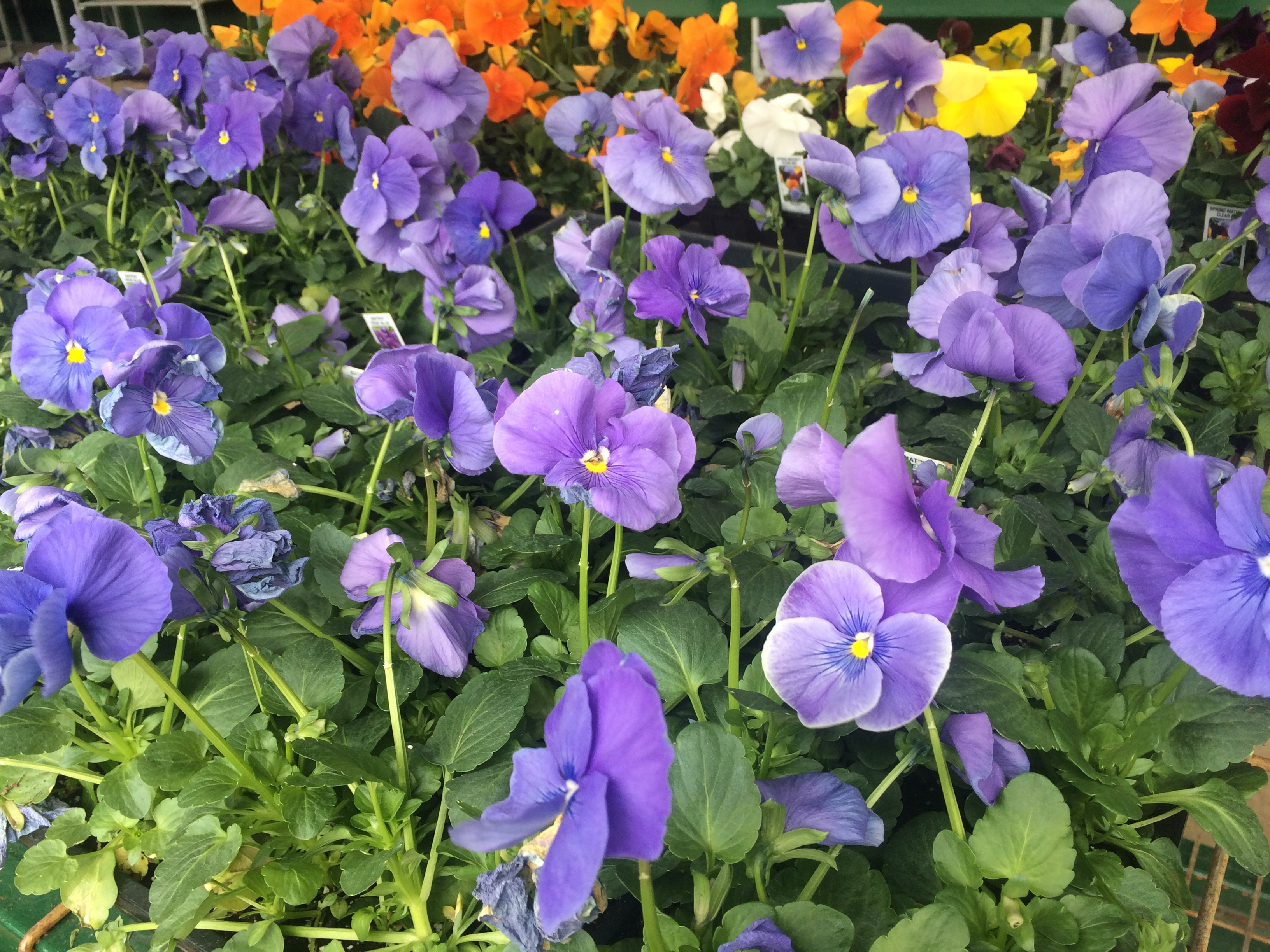 Michigan Greenhouses Garden Centers Submit May 1 Reopening Plan Michigan Greenhouses Garden Centers