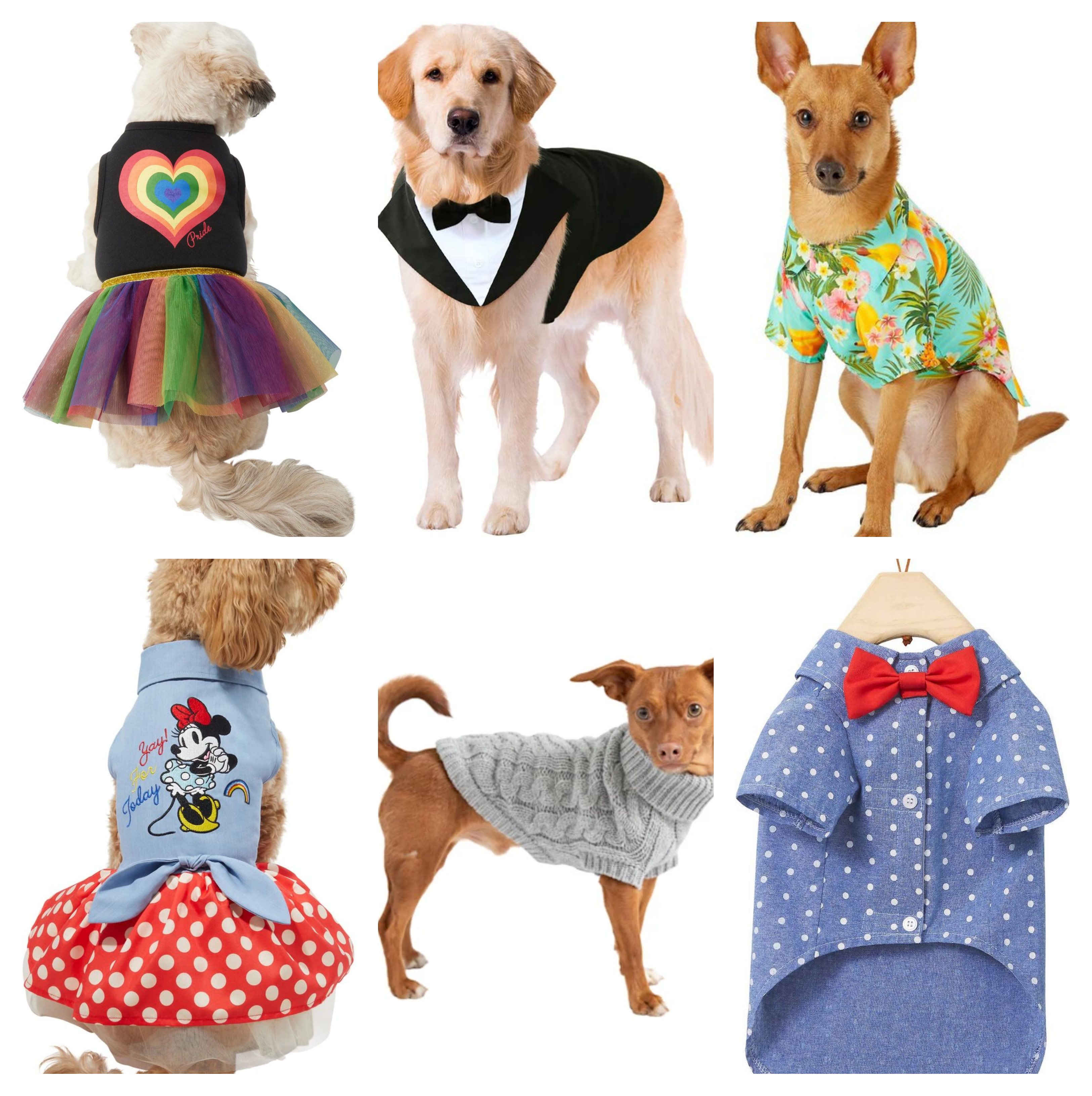 Dress your dog for National Dog Day, Halloween and beyond