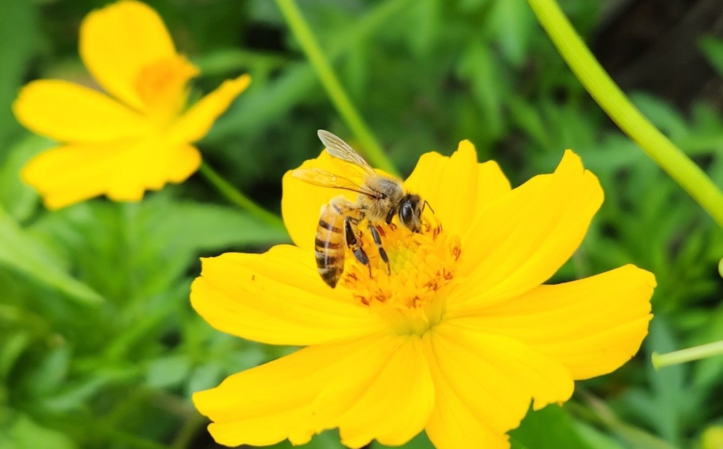 Photo of Atrapar abejas en Costa Rica despertó la pasión por la ciencia de esta profesora de Michigan
