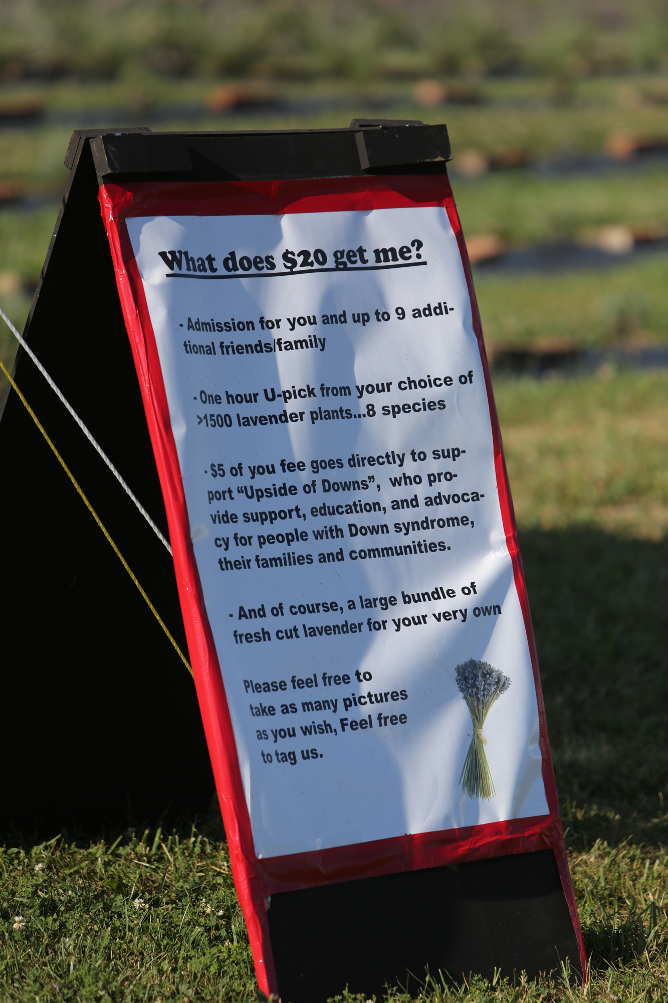 Lavender Trails Farm in Orrville