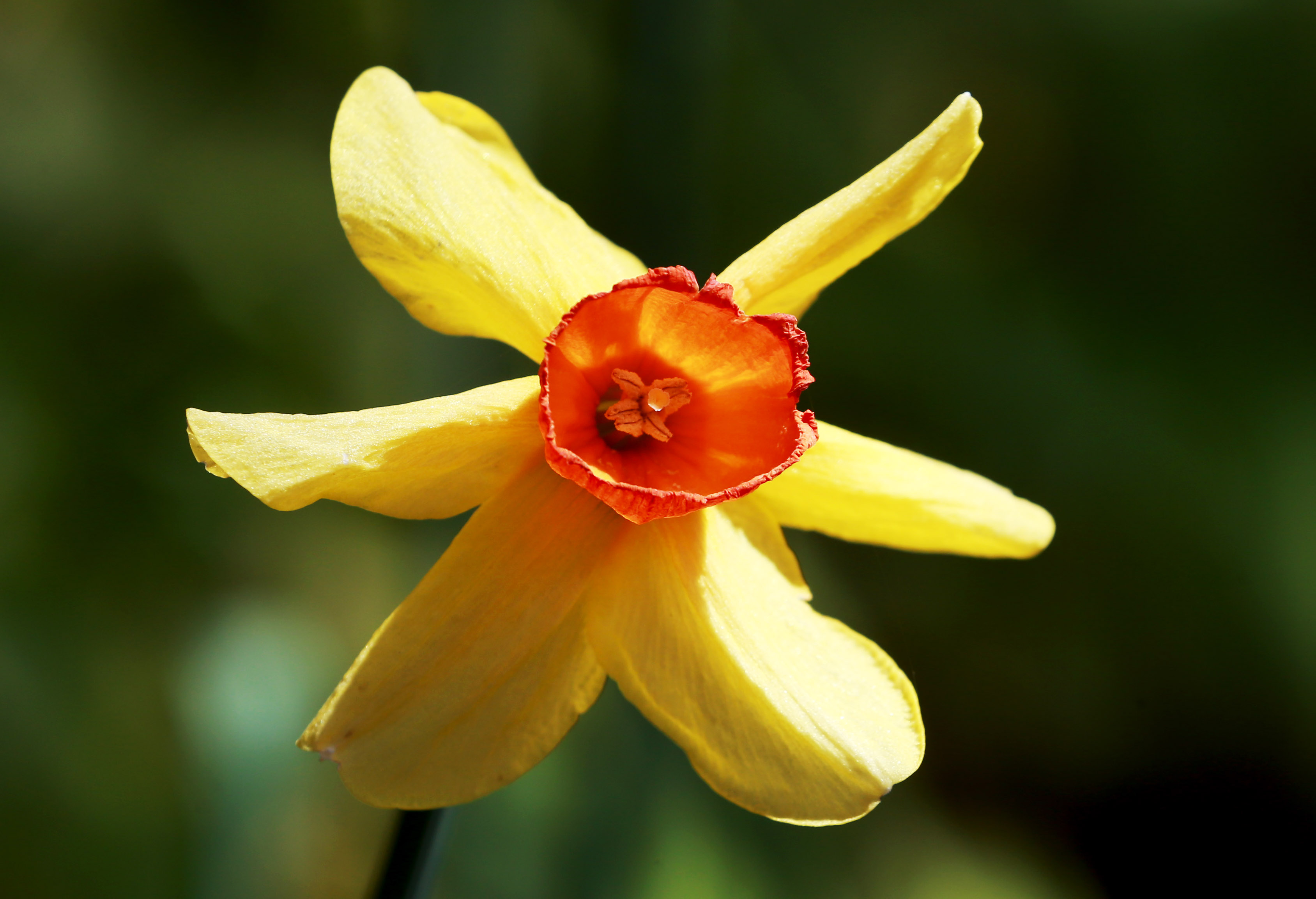 Celebrating Spring's First Flower: The Daffodil - Avas Flowers